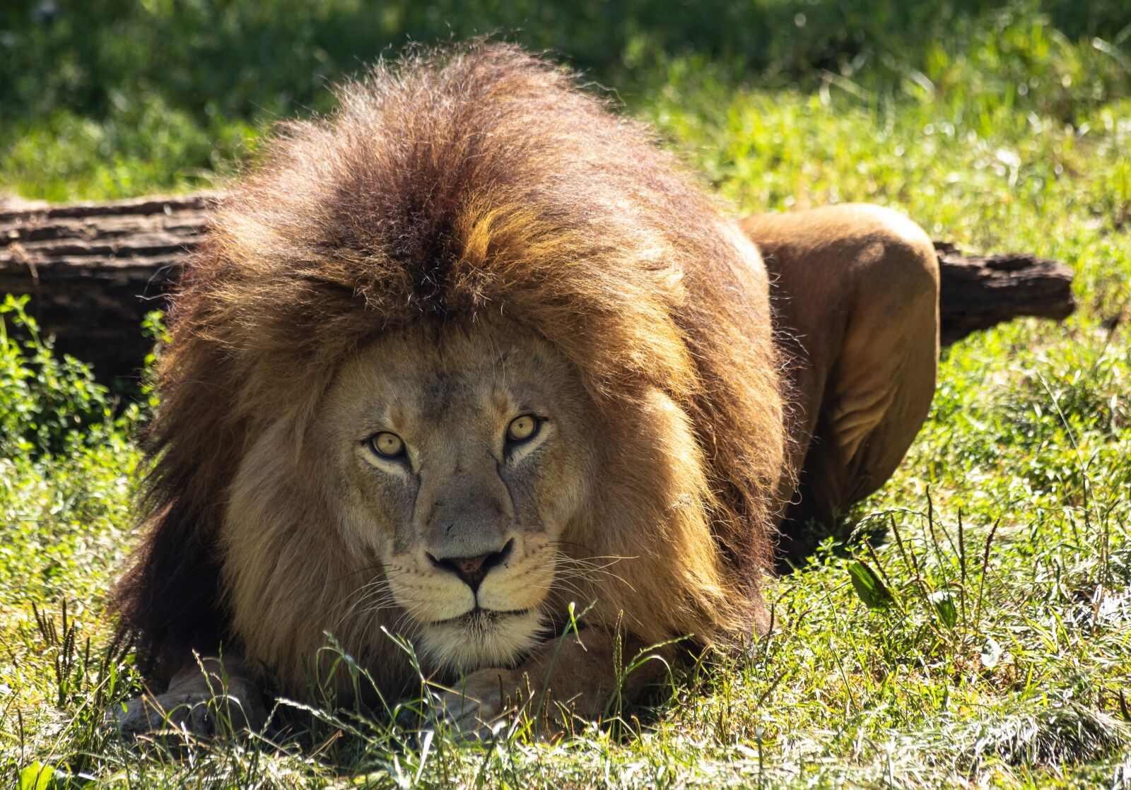 Canon EOS 6D Mark II sample photo. Lion, big cat, animal photography