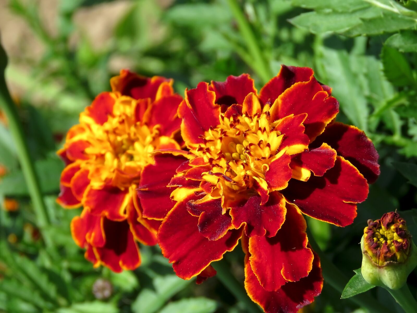 Canon PowerShot SX60 HS sample photo. Marigold, flowers, petals photography