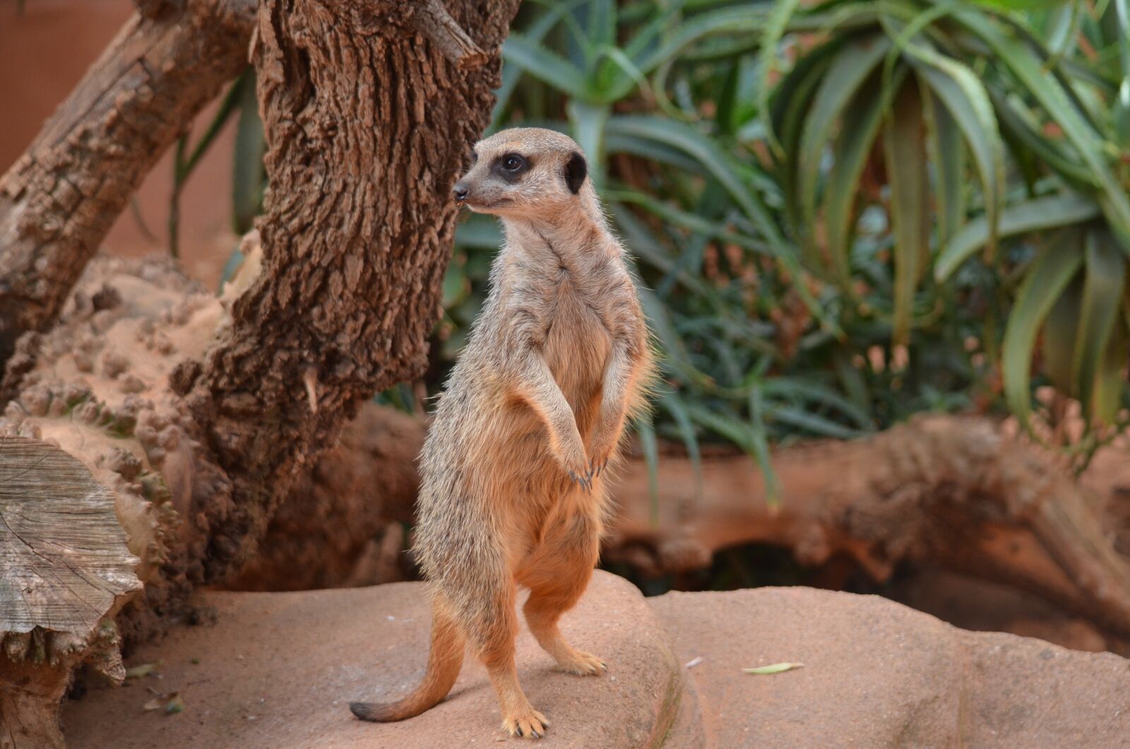 Nikon D5100 sample photo. Meerkat, mammal, animal photography