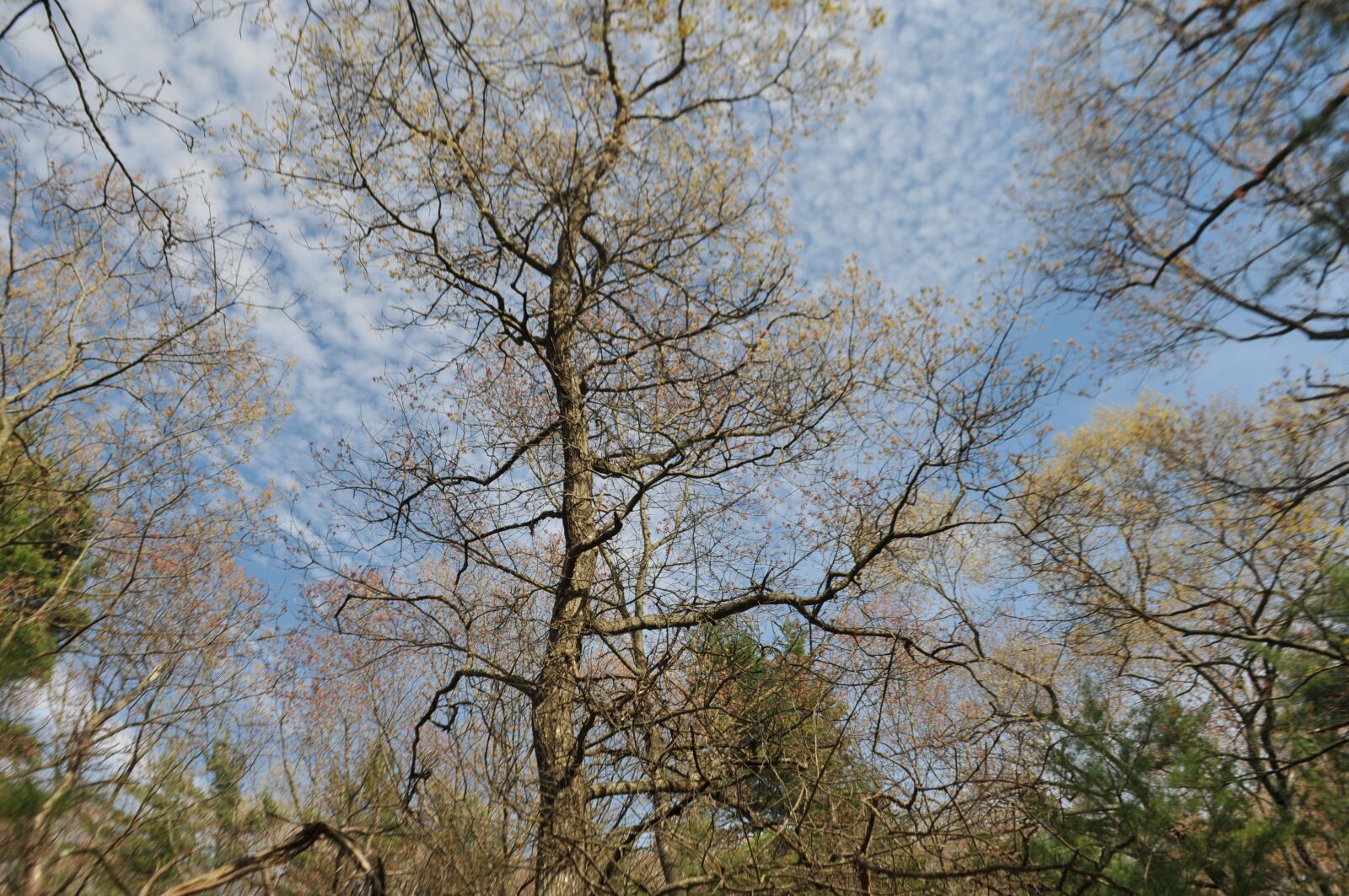 Nikon D300 sample photo. Ludington, trees, sky photography