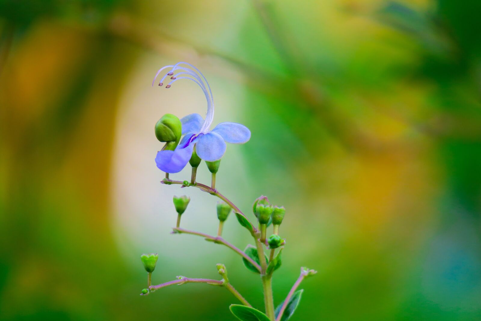Canon PowerShot G3 X sample photo. Blue butterfly flower, nature photography