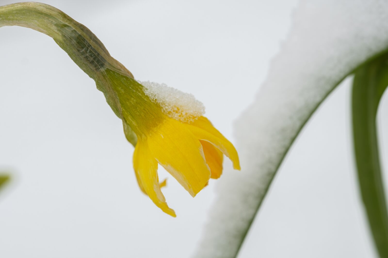 Fujifilm X-T2 + Fujifilm XF 80mm F2.8 R LM OIS WR Macro sample photo. Daffodil, narcissus, blossom photography