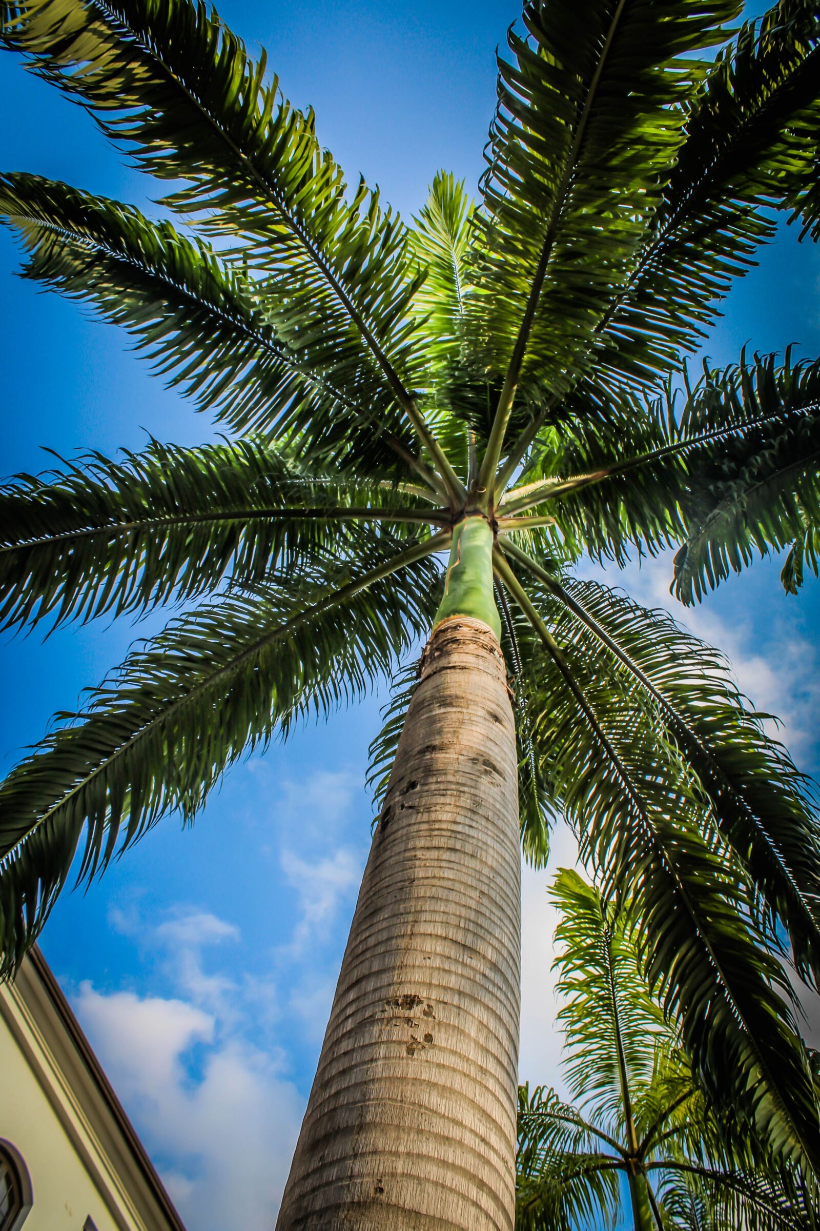 Canon EOS 600D (Rebel EOS T3i / EOS Kiss X5) sample photo. Tree, coconut tree, sky photography