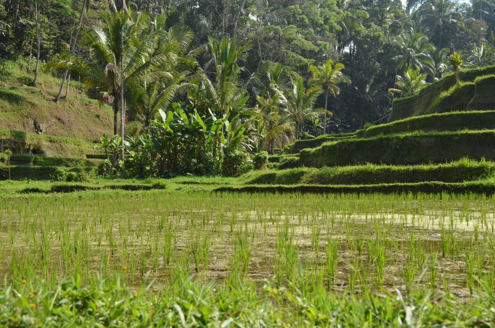 Nikon D5100 sample photo. Indonesia, bali, ubud photography