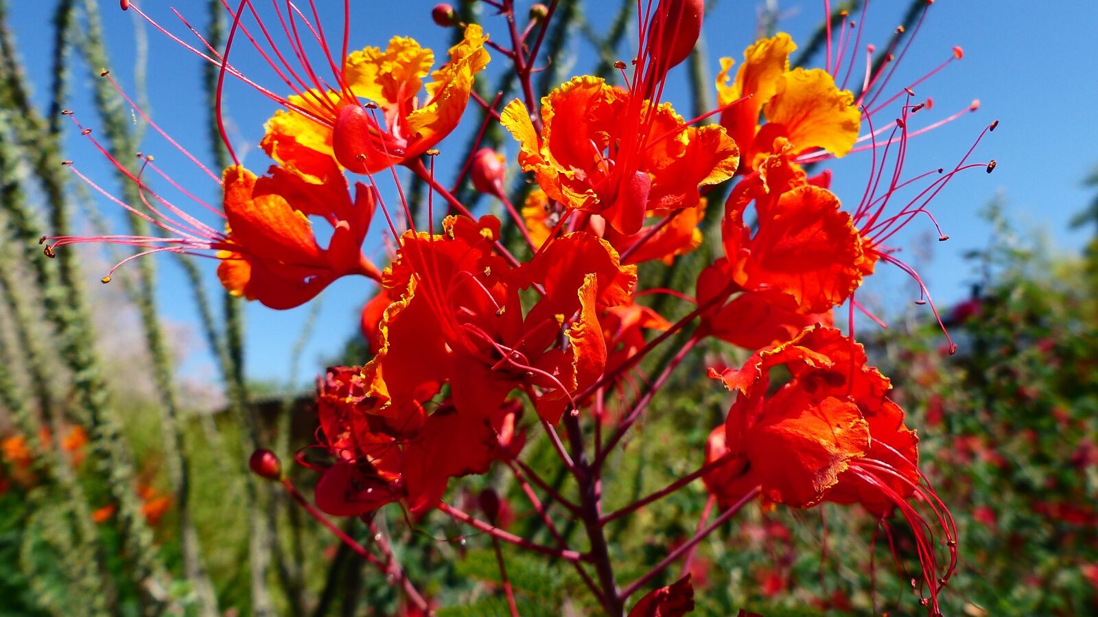 Panasonic Lumix DMC-FZ200 sample photo. Flower, orange, nature photography