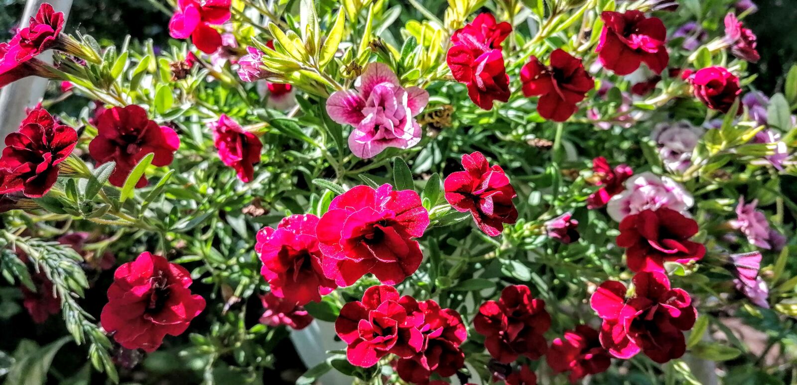 HUAWEI P30 LITE sample photo. Bright, luxurious, flowering photography