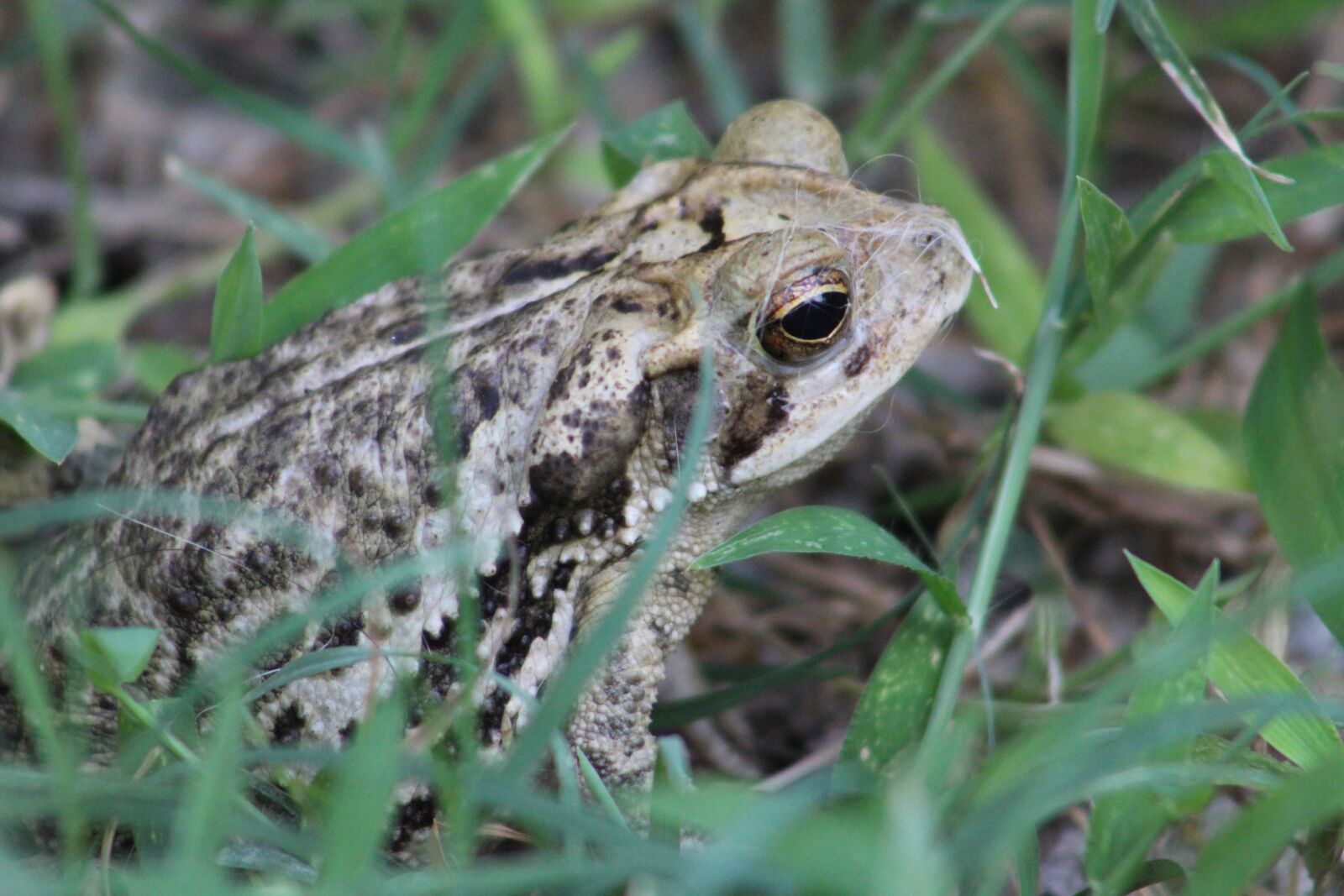 Canon EOS 1300D (EOS Rebel T6 / EOS Kiss X80) sample photo. Frog, green, animal photography