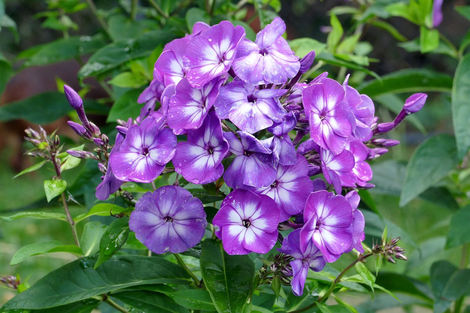 Panasonic Lumix DMC-FZ1000 sample photo. Phlox, flower, flowers photography