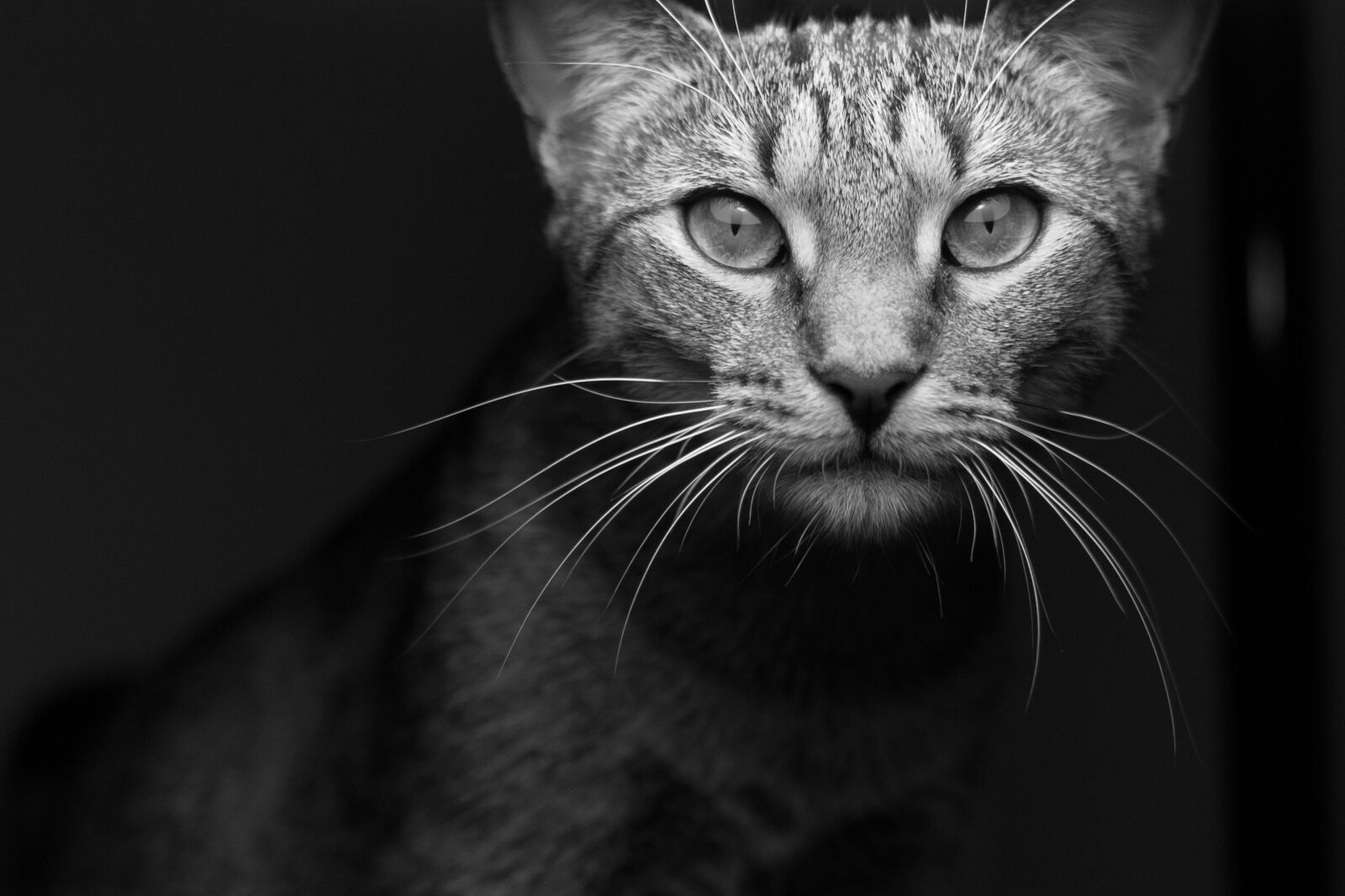 Canon EOS 550D (EOS Rebel T2i / EOS Kiss X4) sample photo. Animal, cat, feline photography