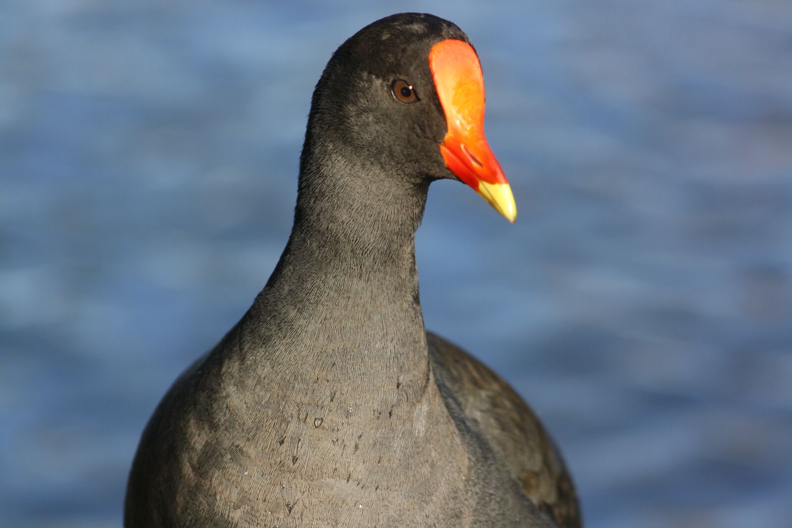 Canon EOS 1000D (EOS Digital Rebel XS / EOS Kiss F) sample photo. Moorhen, marsh hen, bird photography