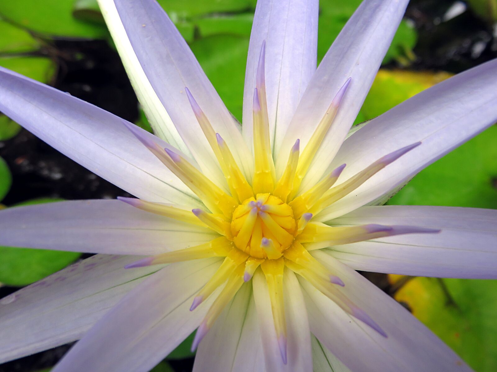 Canon PowerShot SX700 HS sample photo. Flower, water lily, aquatic photography