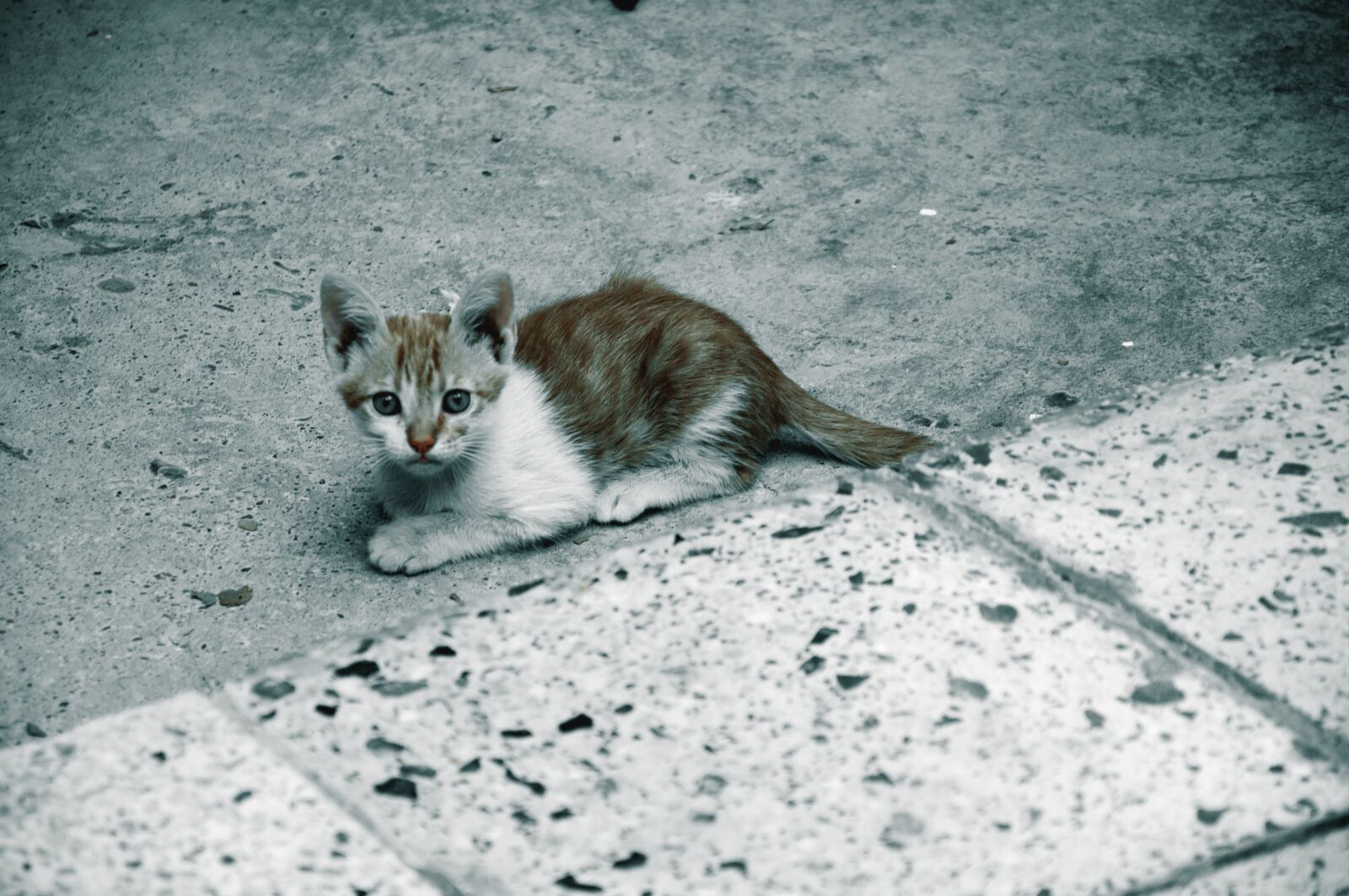 Nikon D90 sample photo. Cat, animal, sleep photography