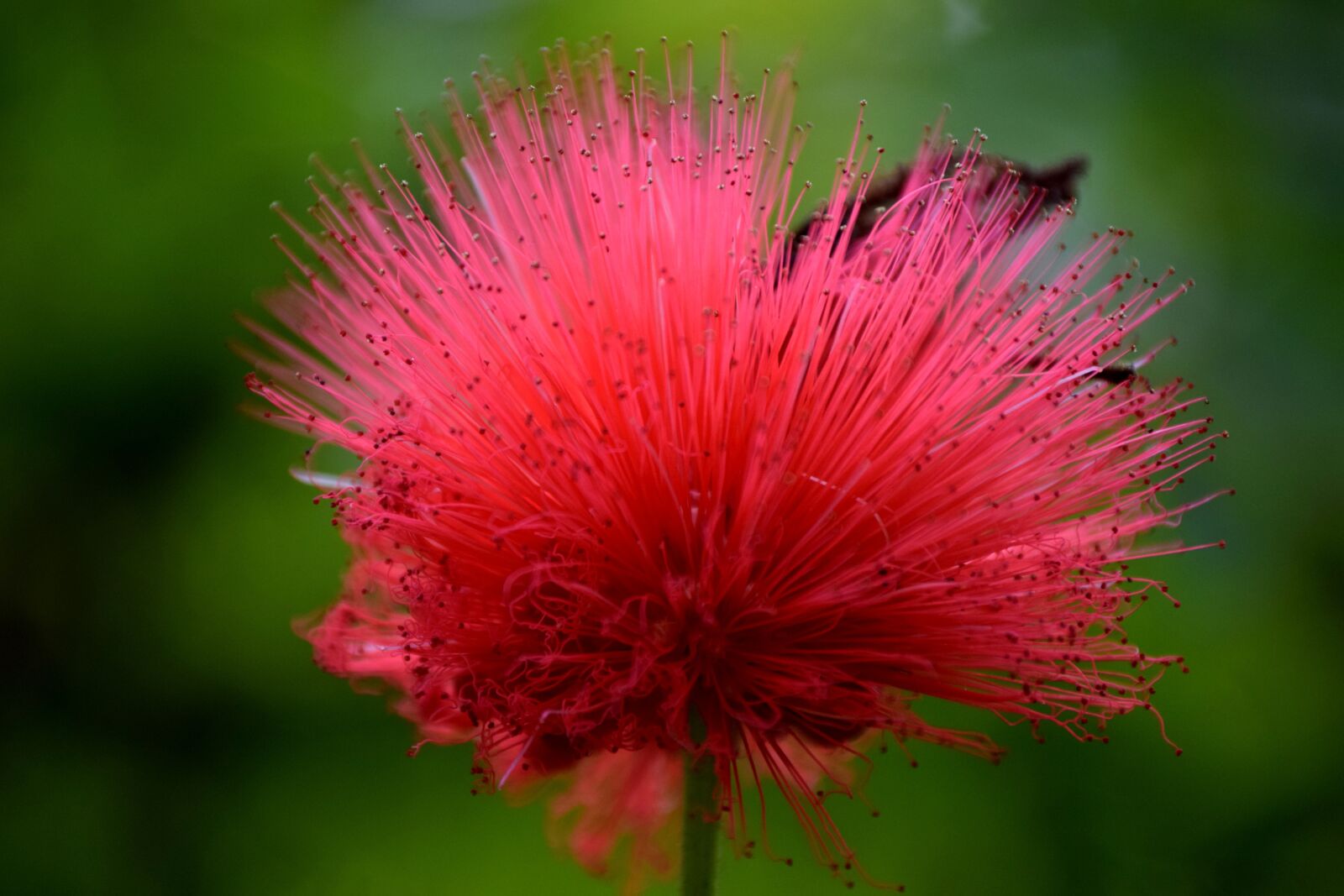 Nikon D3300 sample photo. Blossom, bloom, red photography