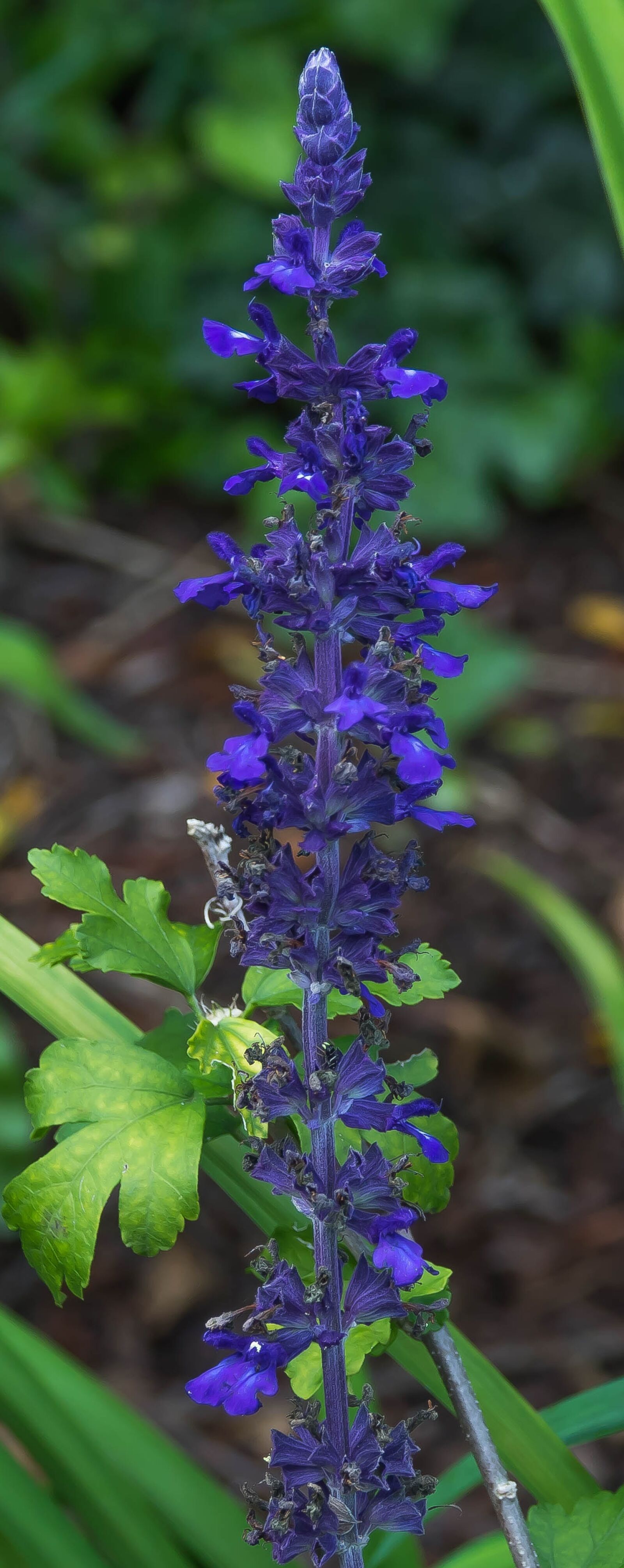 Sony Cyber-shot DSC-RX10 III sample photo. Blue, flower, sage photography