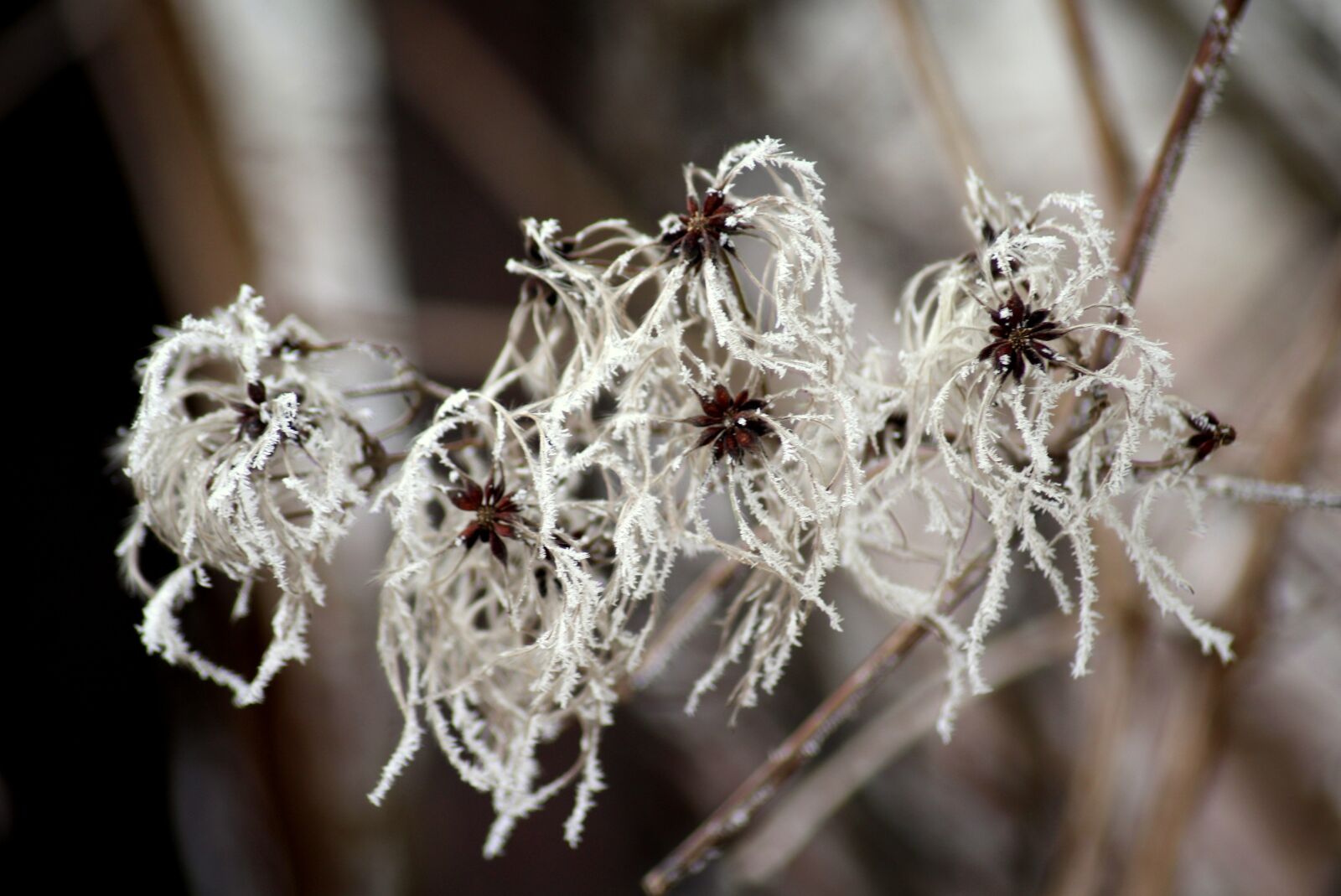 Canon EOS 1200D (EOS Rebel T5 / EOS Kiss X70 / EOS Hi) sample photo. Clematis, winter, creeper photography
