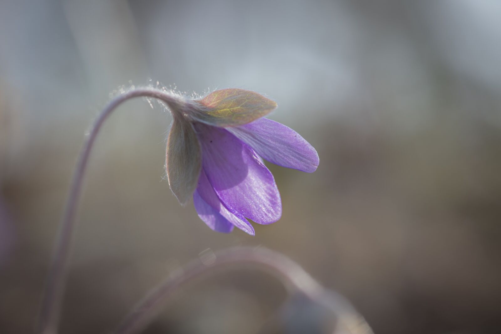 Canon EOS 6D Mark II sample photo. Hepatica, spring, flower photography