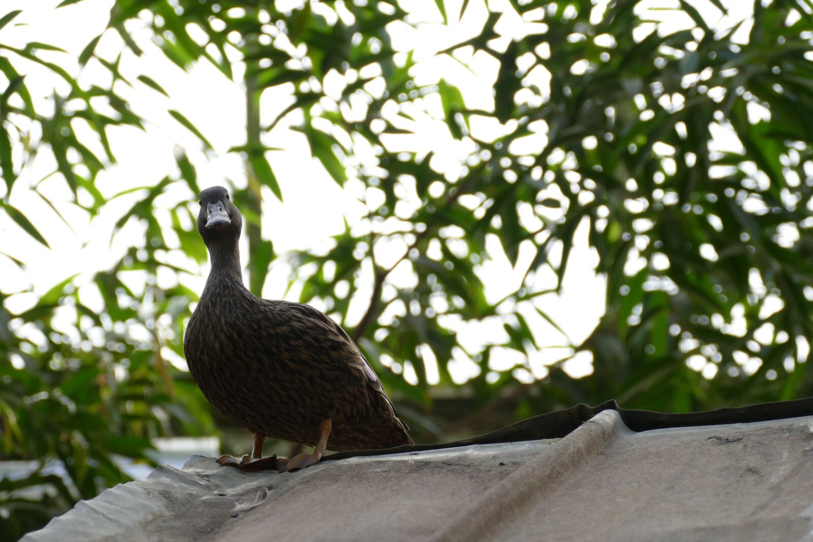 Panasonic Lumix DMC-FZ1000 sample photo. Duck, waiting, for photography