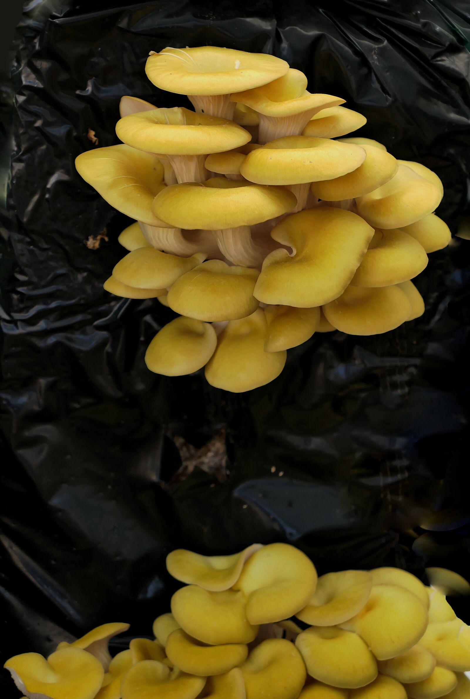Panasonic Lumix DMC-LX10 (Lumix DMC-LX15) sample photo. Mushrooms, delicious, appetizing photography