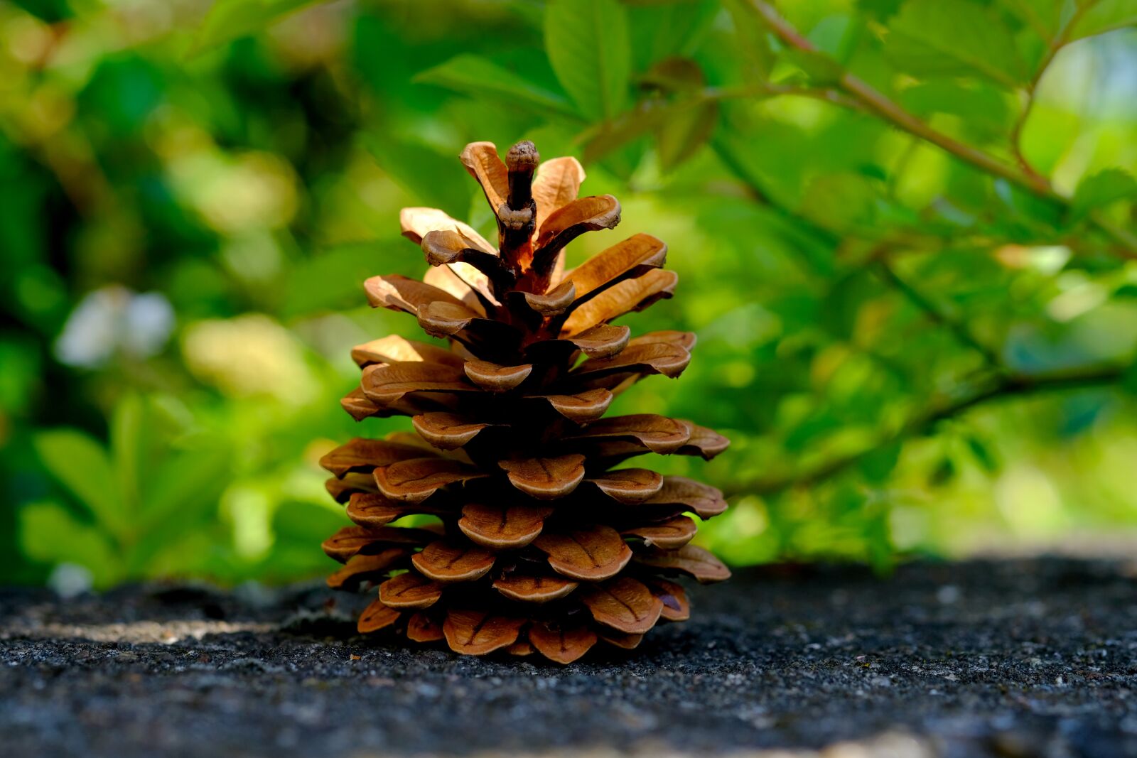 Fujifilm X-T20 sample photo. Pine cones, pine, tree photography