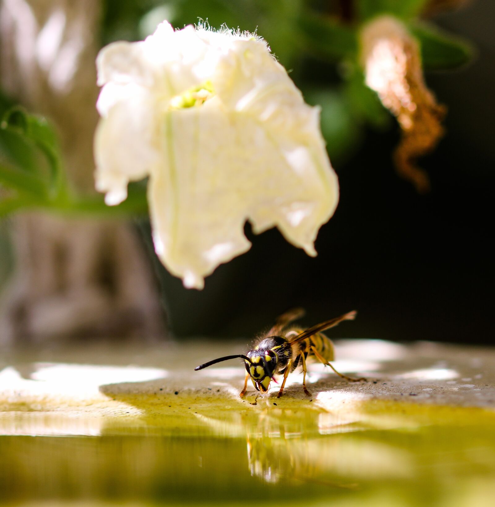 Canon EOS 70D sample photo. Animal world, insect, wasp photography