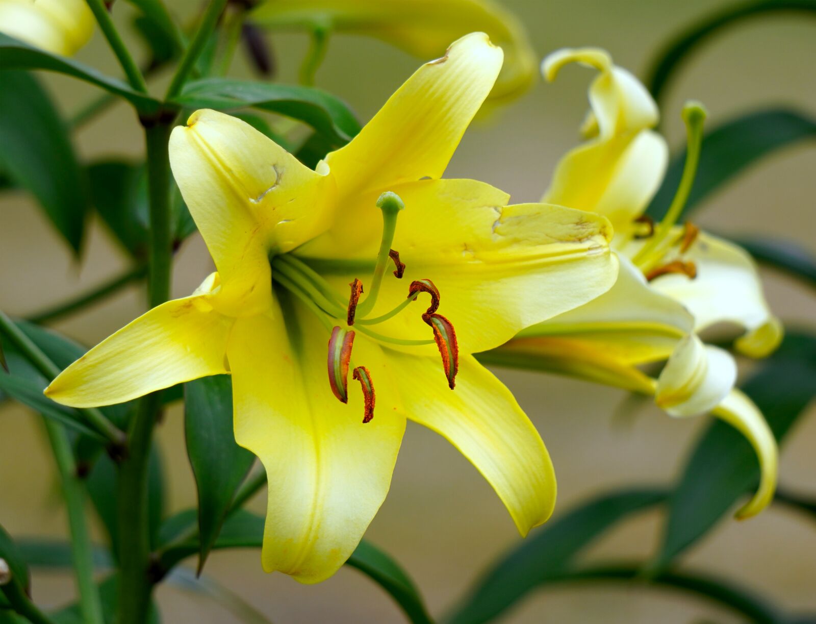 Sony E 55-210mm F4.5-6.3 OSS sample photo. Lilies, yellow, blossom photography