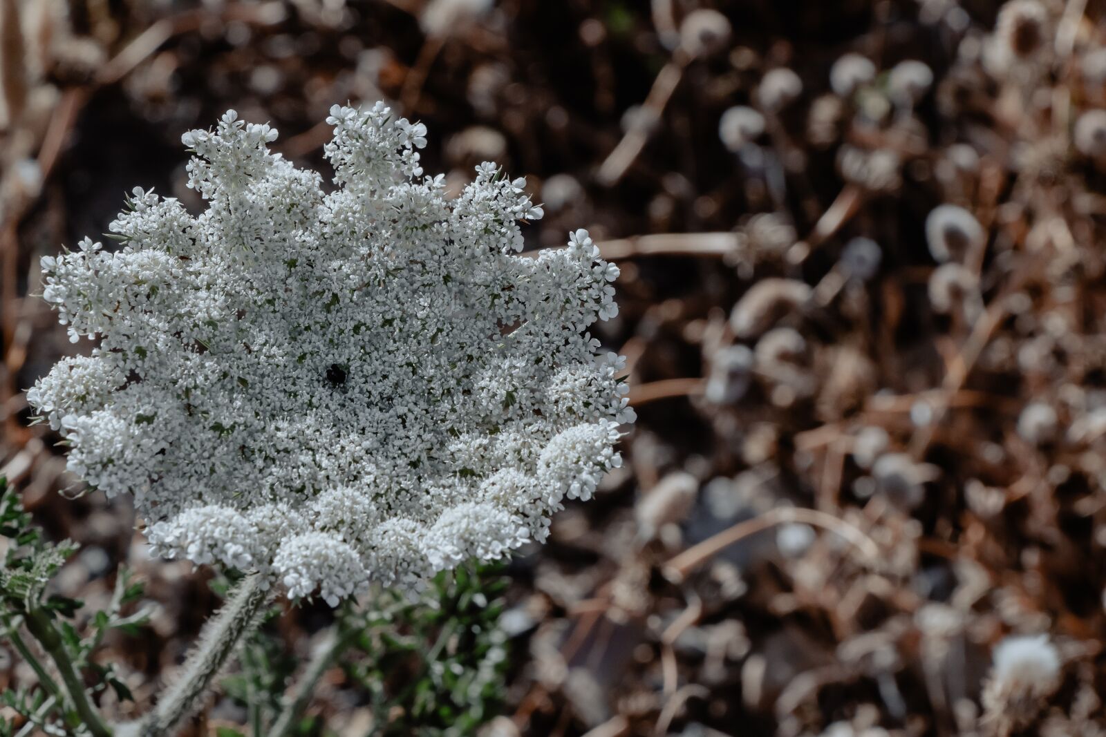 Canon EF-S 18-135mm F3.5-5.6 IS USM sample photo. Flower, plant, nature photography