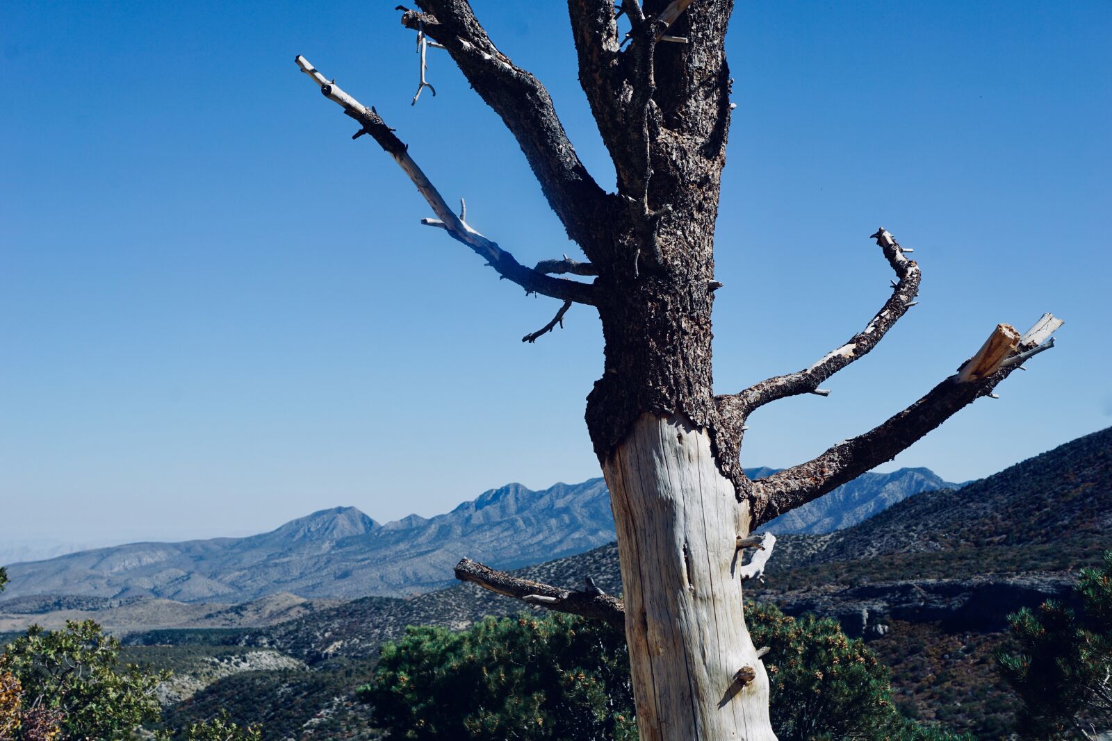 Sony a6000 + Sony E 18-55mm F3.5-5.6 OSS sample photo. Utah, tree, landscape photography