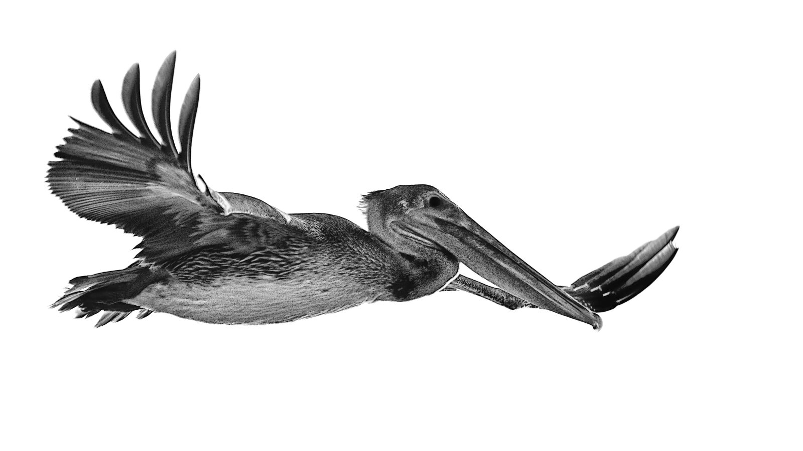 Nikon D7200 sample photo. Pelican, bird, nature photography