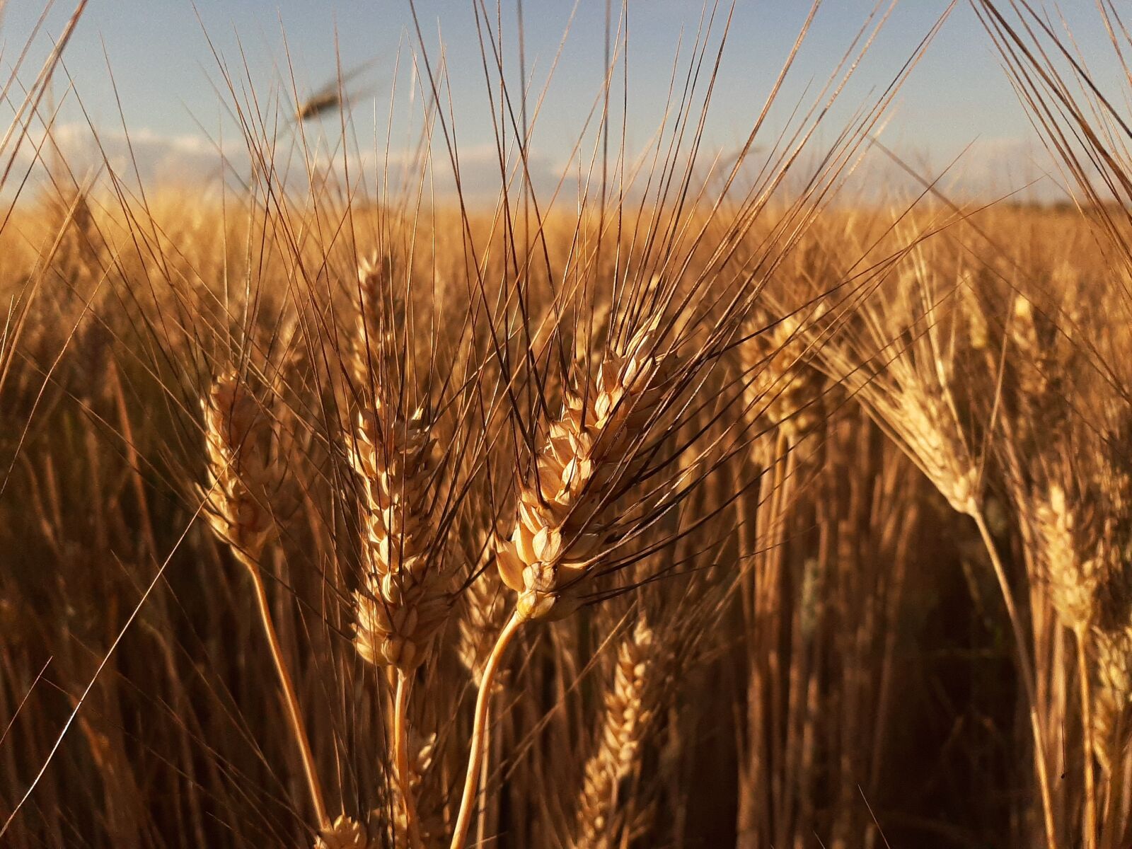 Samsung Galaxy A50 sample photo. Wheat, field, agriculture photography