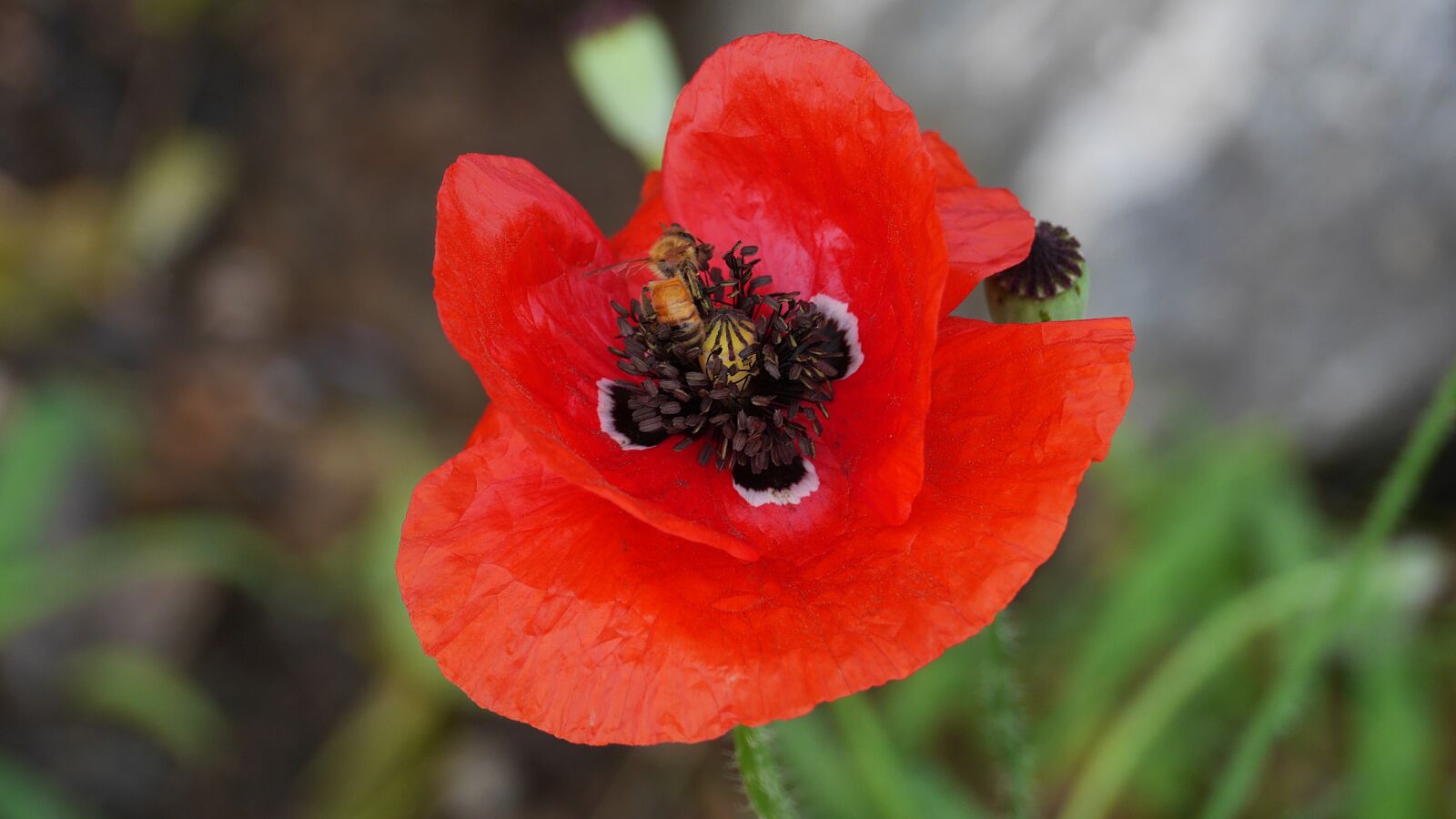 Panasonic Lumix DMC-GH3 sample photo. Poppy, flowers, nature photography