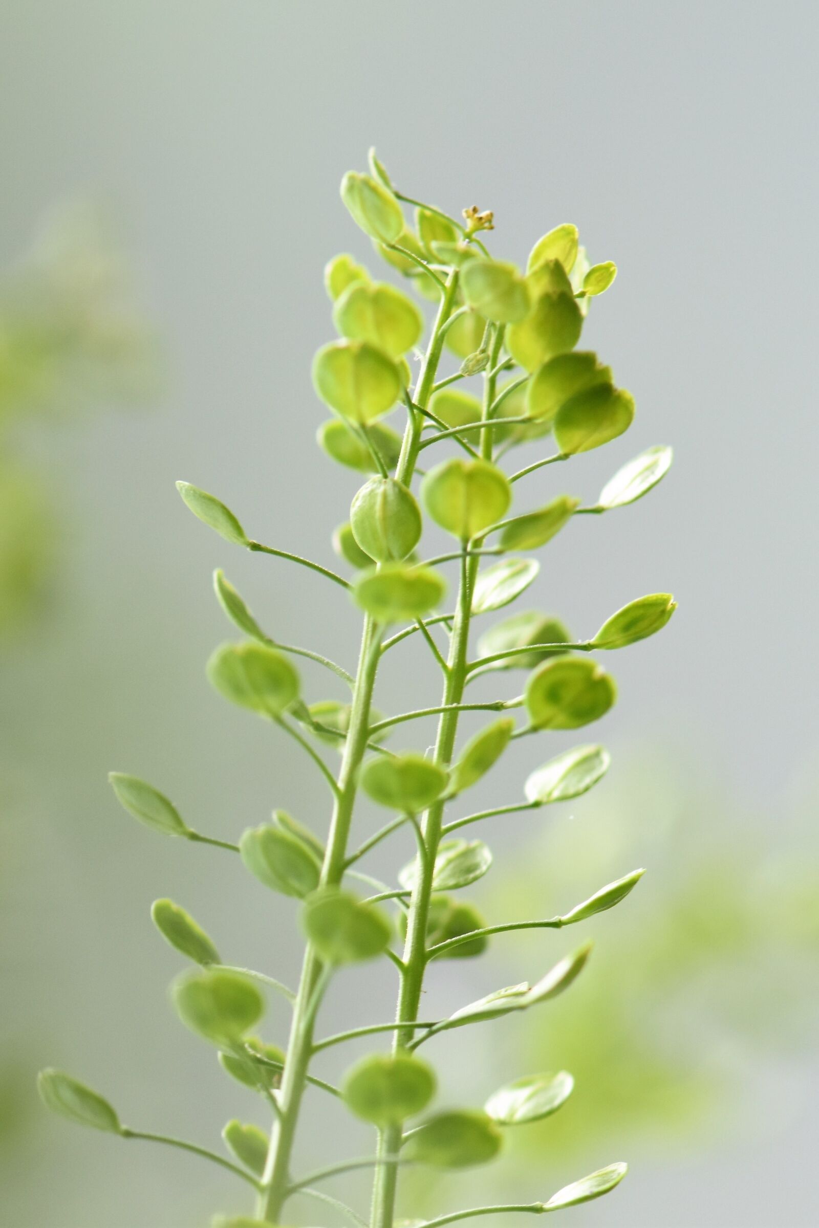 Nikon D5500 sample photo. Plant, leaves, green photography