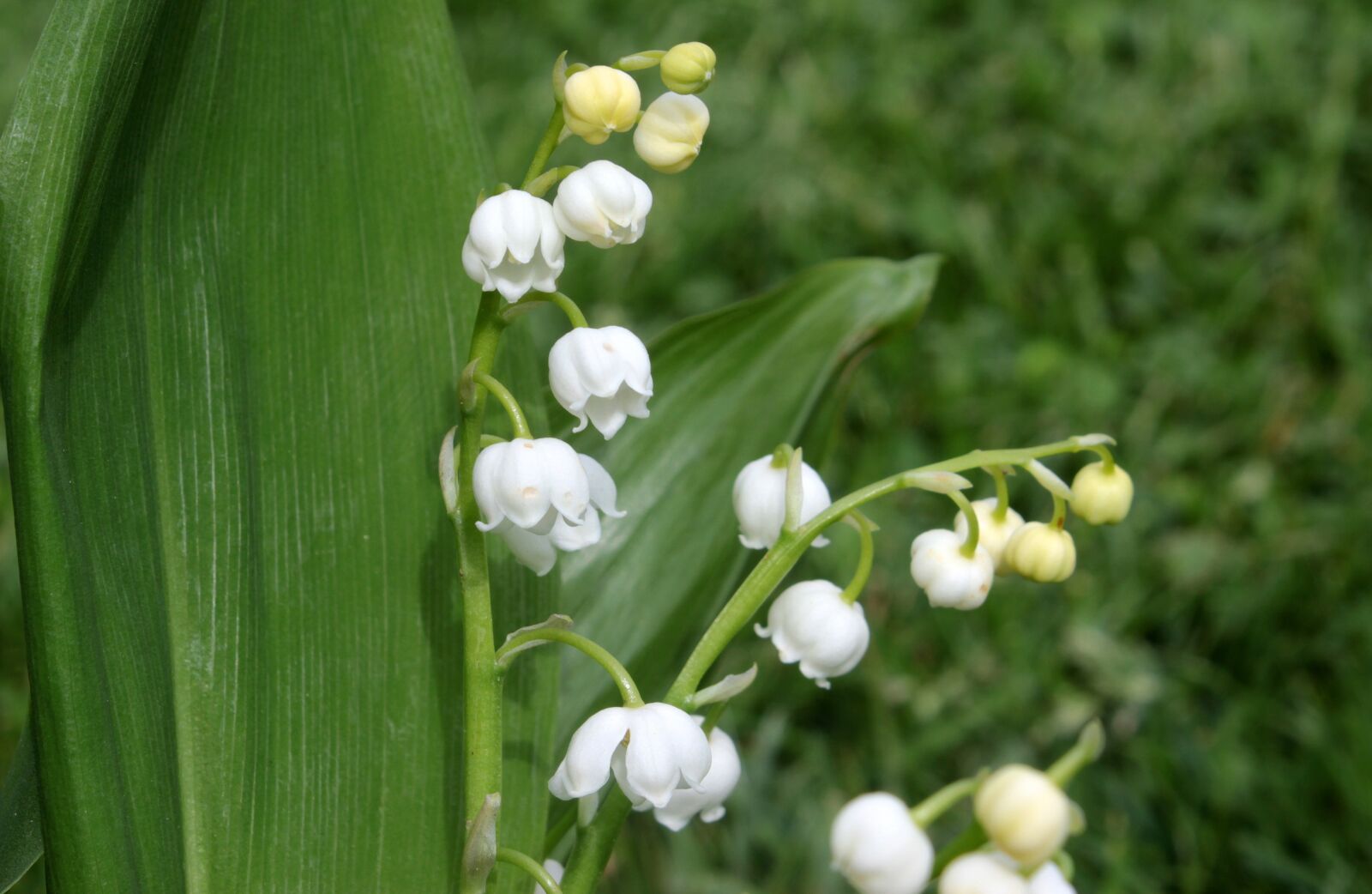 Canon EOS 650D (EOS Rebel T4i / EOS Kiss X6i) sample photo. Lily of the valley photography