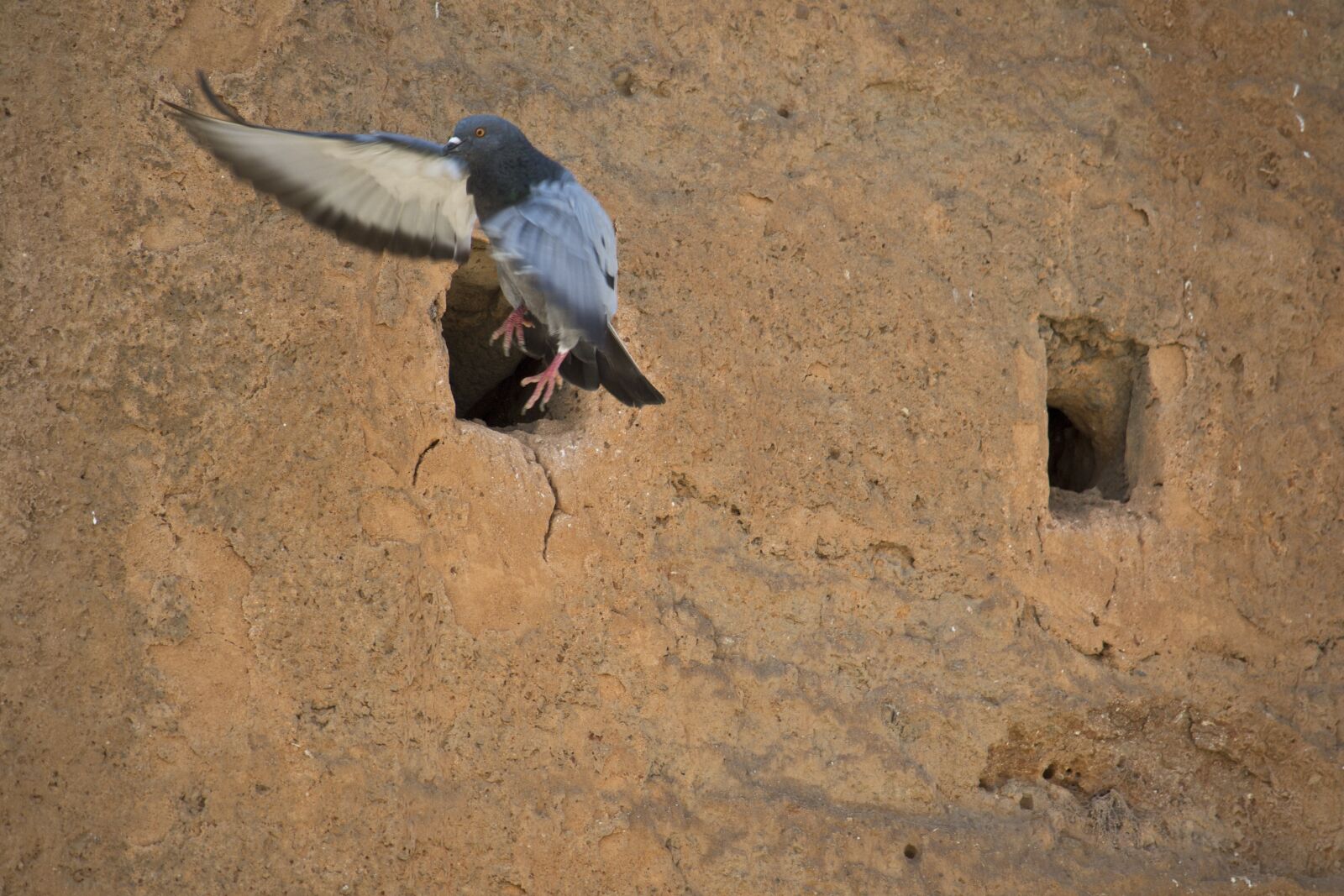Nikon D3100 sample photo. Pigeon, bird, flight photography