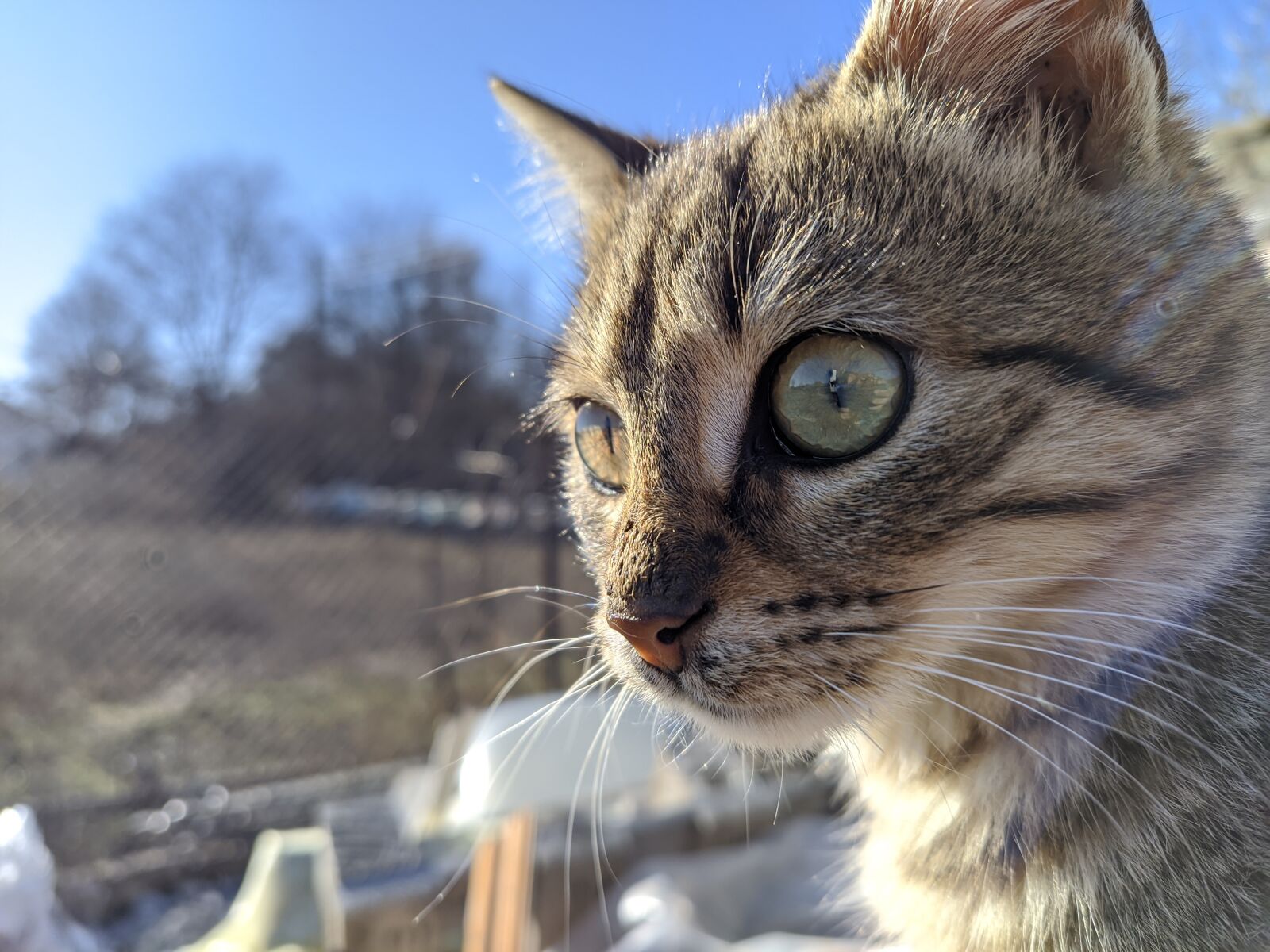 Xiaomi Mi A3 sample photo. Cat, landscape, nature photography