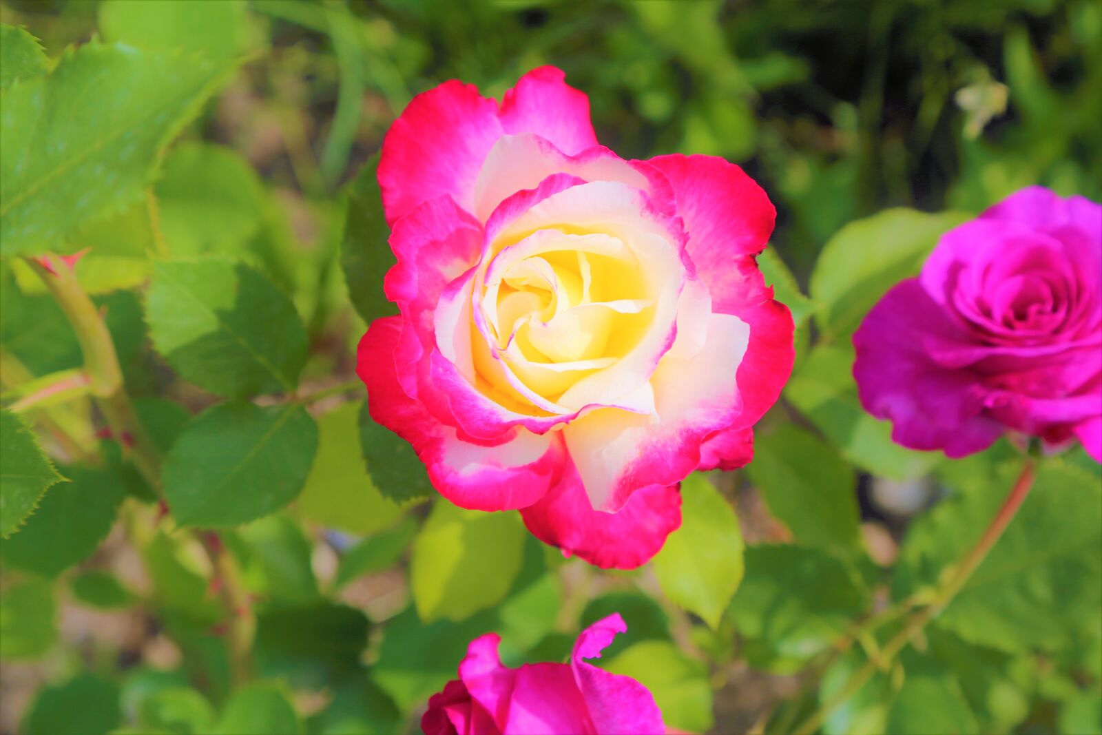 Canon EF 24-105mm F4L IS USM sample photo. Rose, red rose, red photography