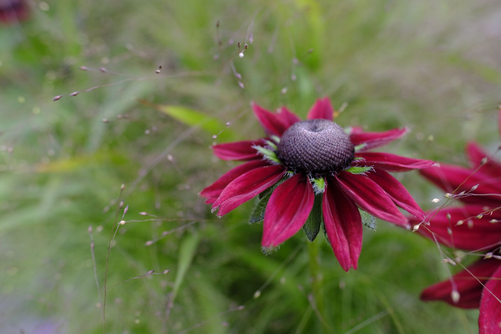 Fujifilm XF 16mm F1.4 R WR sample photo. Coneflower, aster, composites photography
