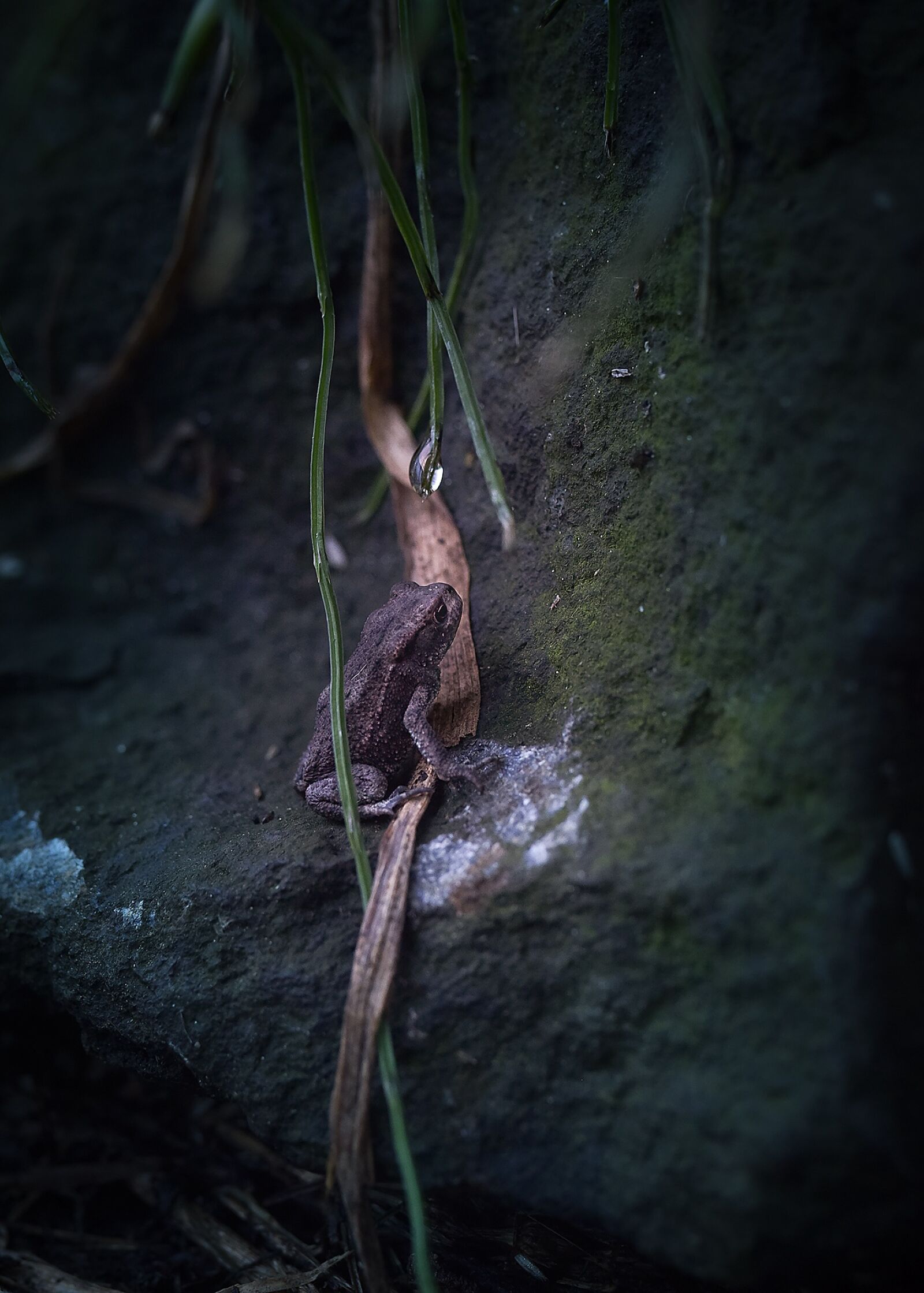 Nikon D5300 sample photo. Toad, nature, leaves photography