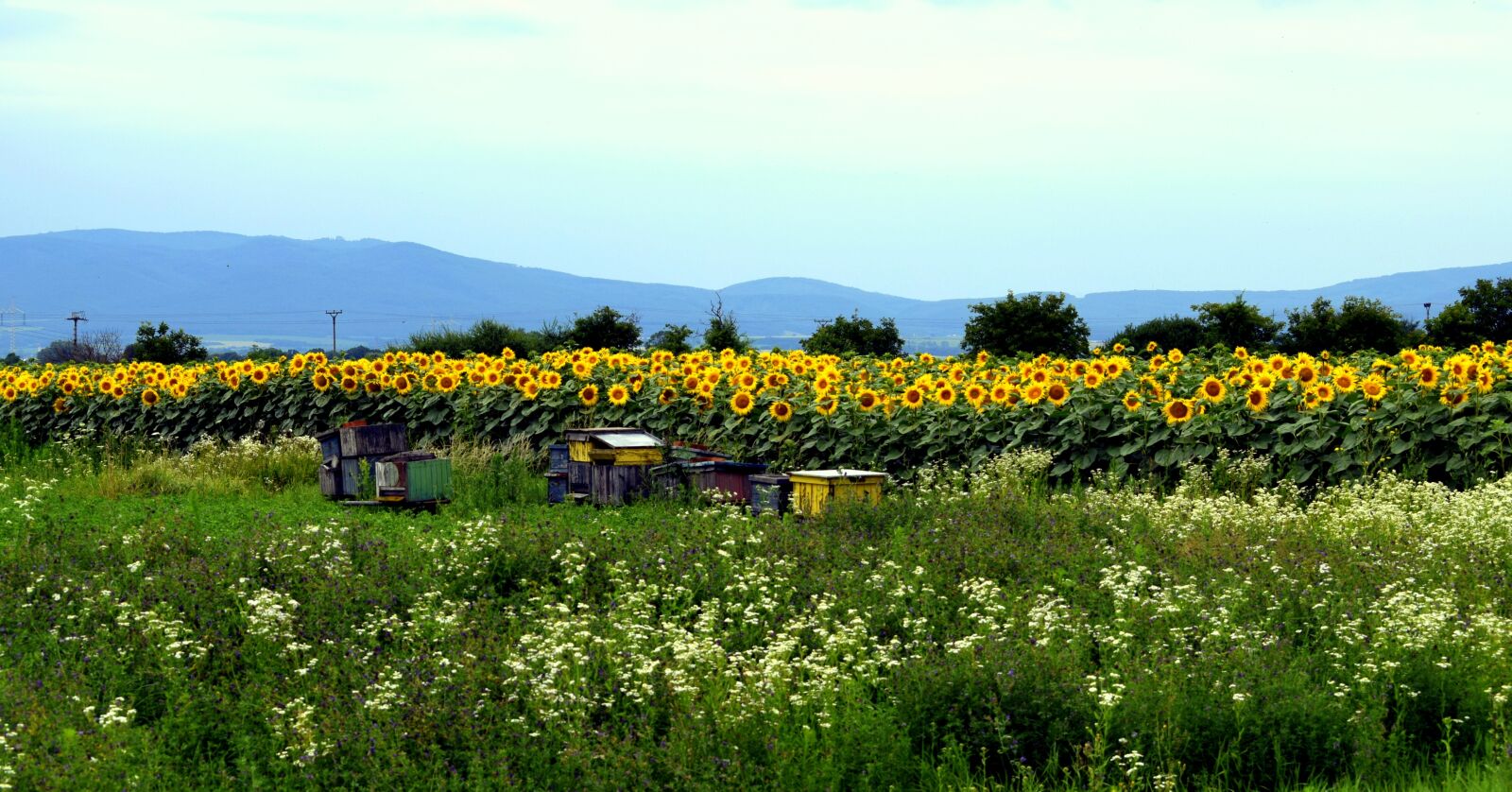 Nikon D3300 sample photo. Fields, sunflower, summer photography