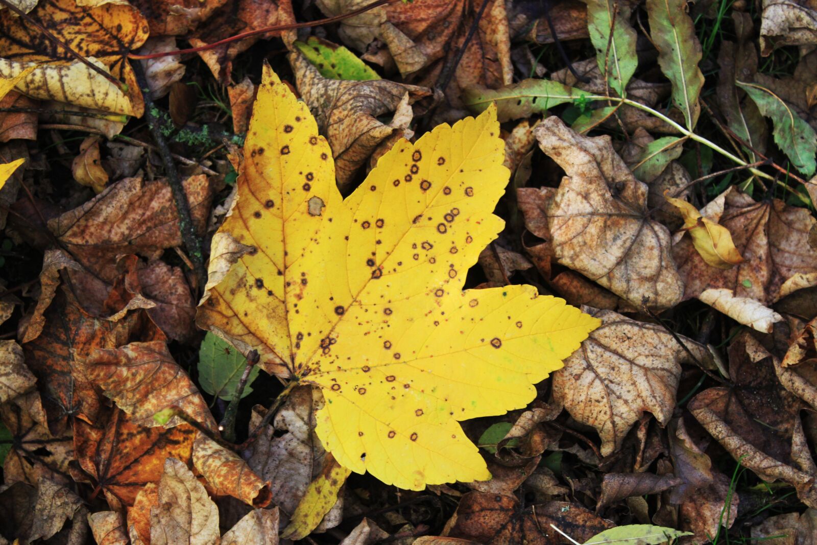Canon EOS 500D (EOS Rebel T1i / EOS Kiss X3) sample photo. Autumn, leaves, nature photography