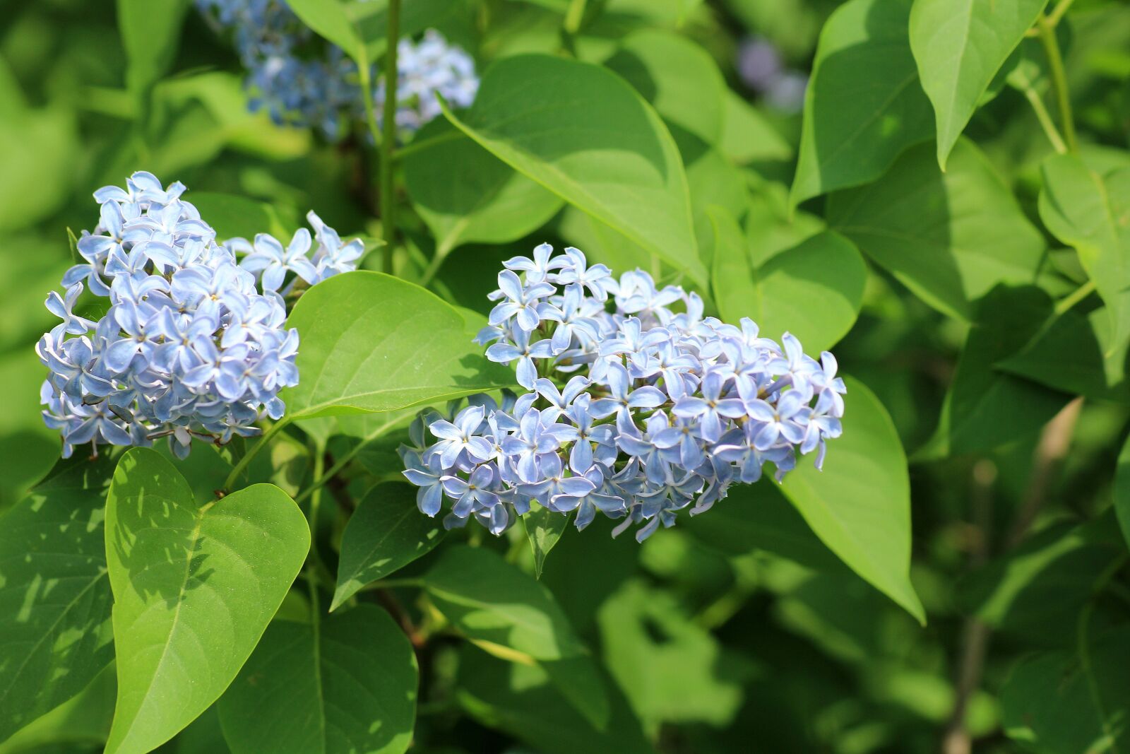 Canon EOS 1200D (EOS Rebel T5 / EOS Kiss X70 / EOS Hi) sample photo. Without, lilac, may photography