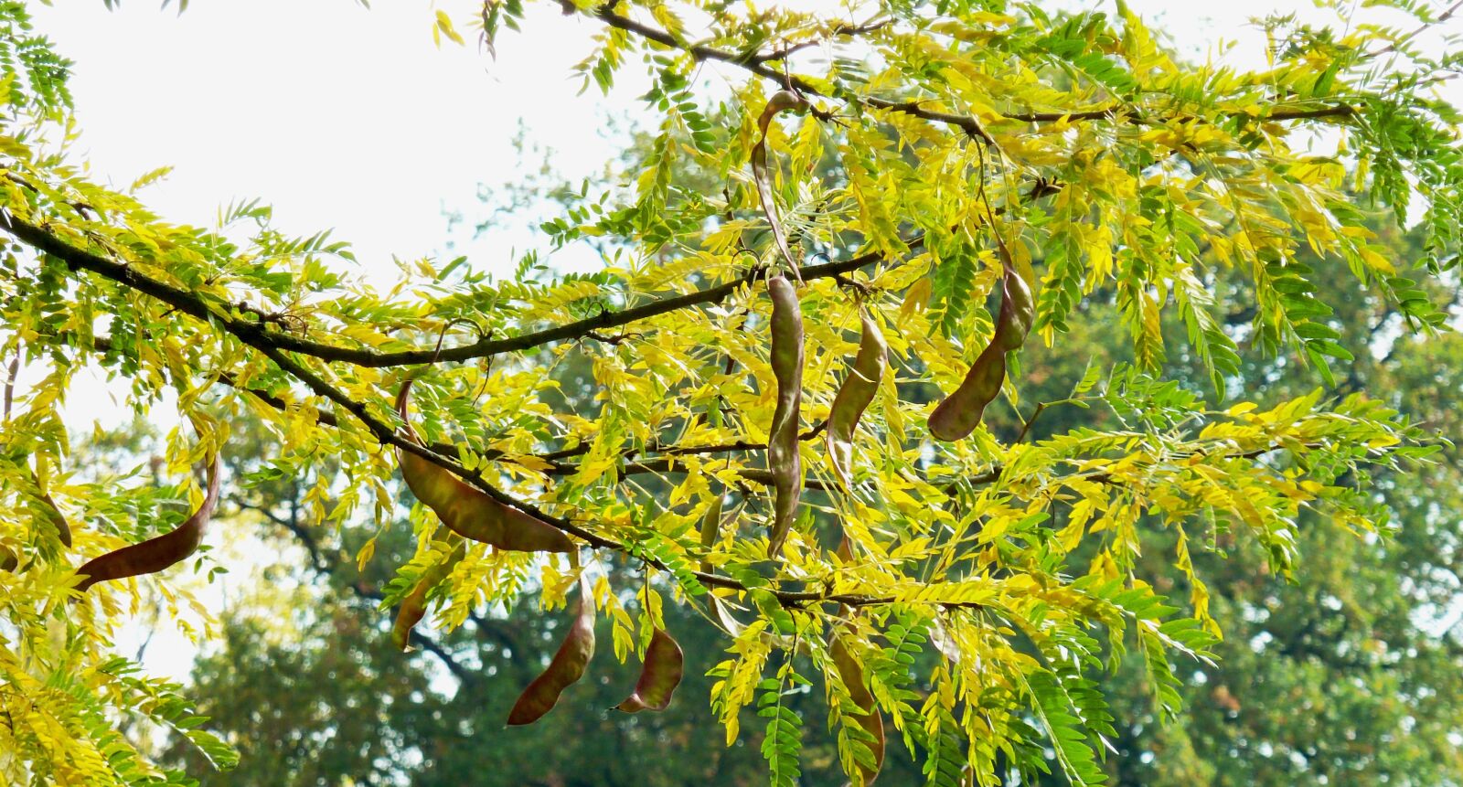 Panasonic DMC-TZ7 sample photo. Autumn, leaves, colorful leaves photography