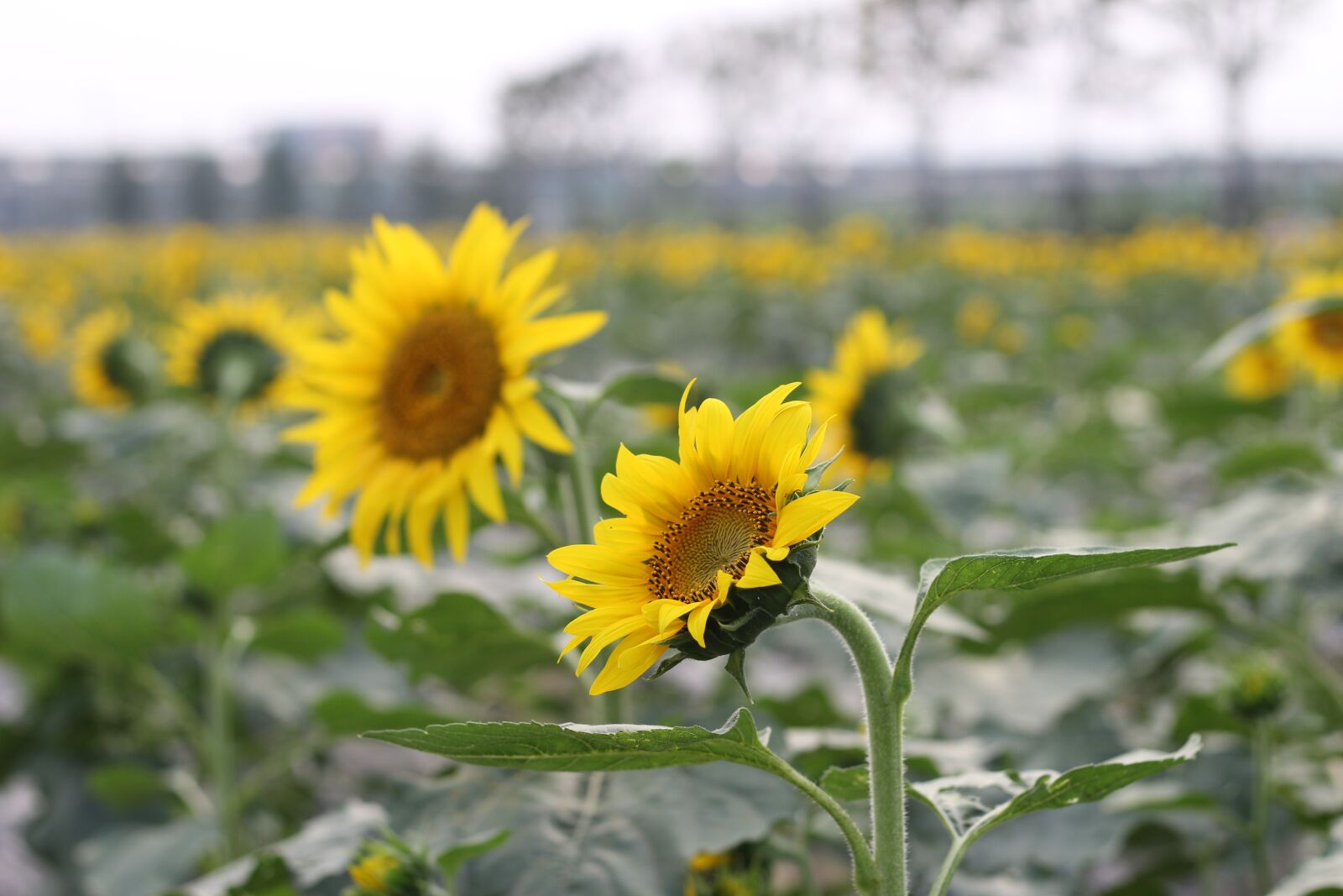 Canon EOS 100D (EOS Rebel SL1 / EOS Kiss X7) + Canon EF 50mm F1.8 STM sample photo. Sunflower, green, open country photography