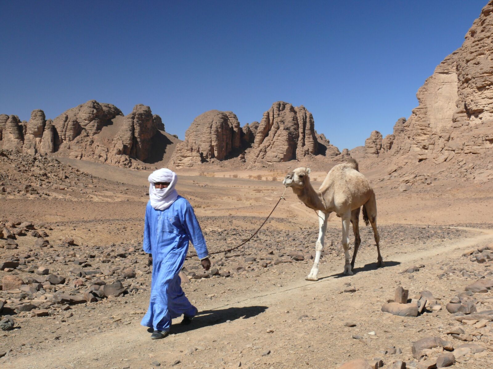 Panasonic DMC-FZ50 sample photo. Algeria, desert, dromedary photography