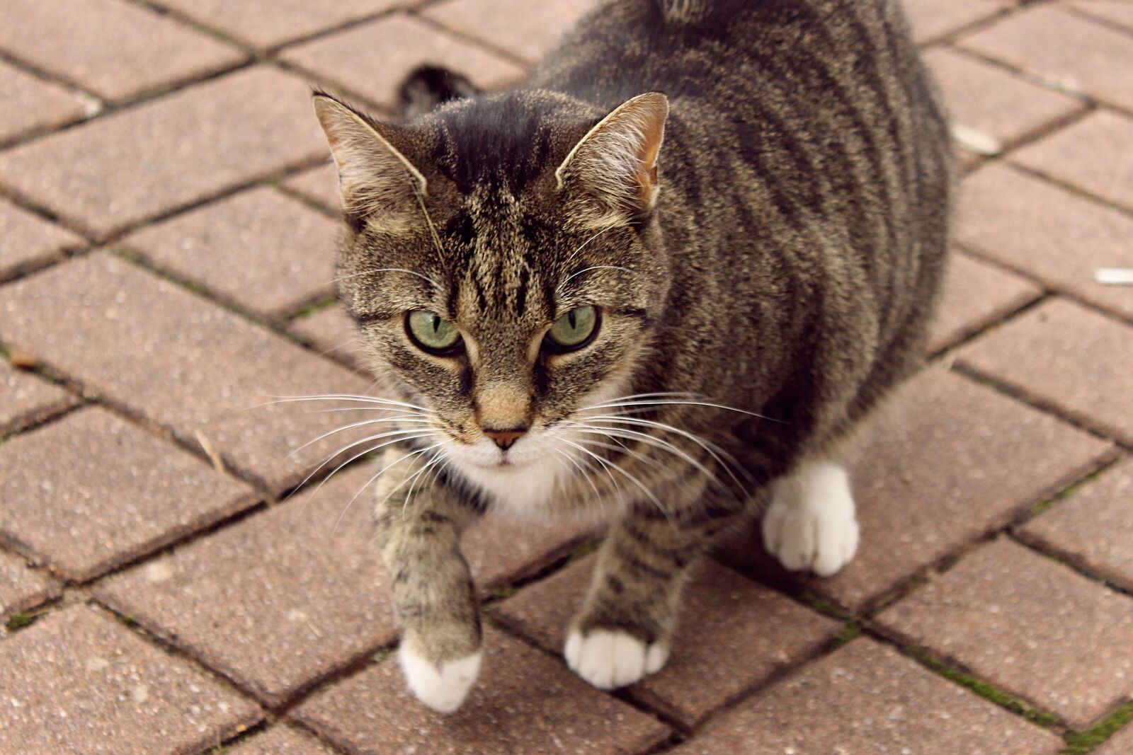 Canon EOS 600D (Rebel EOS T3i / EOS Kiss X5) sample photo. Cat, animal, pet photography