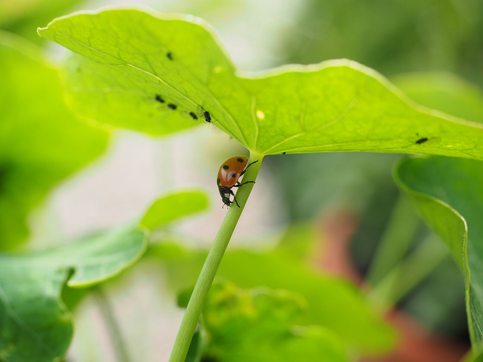 Olympus OM-D E-M1 + Olympus M.Zuiko Digital ED 12-40mm F2.8 Pro sample photo. Ladybug, lice, full photography