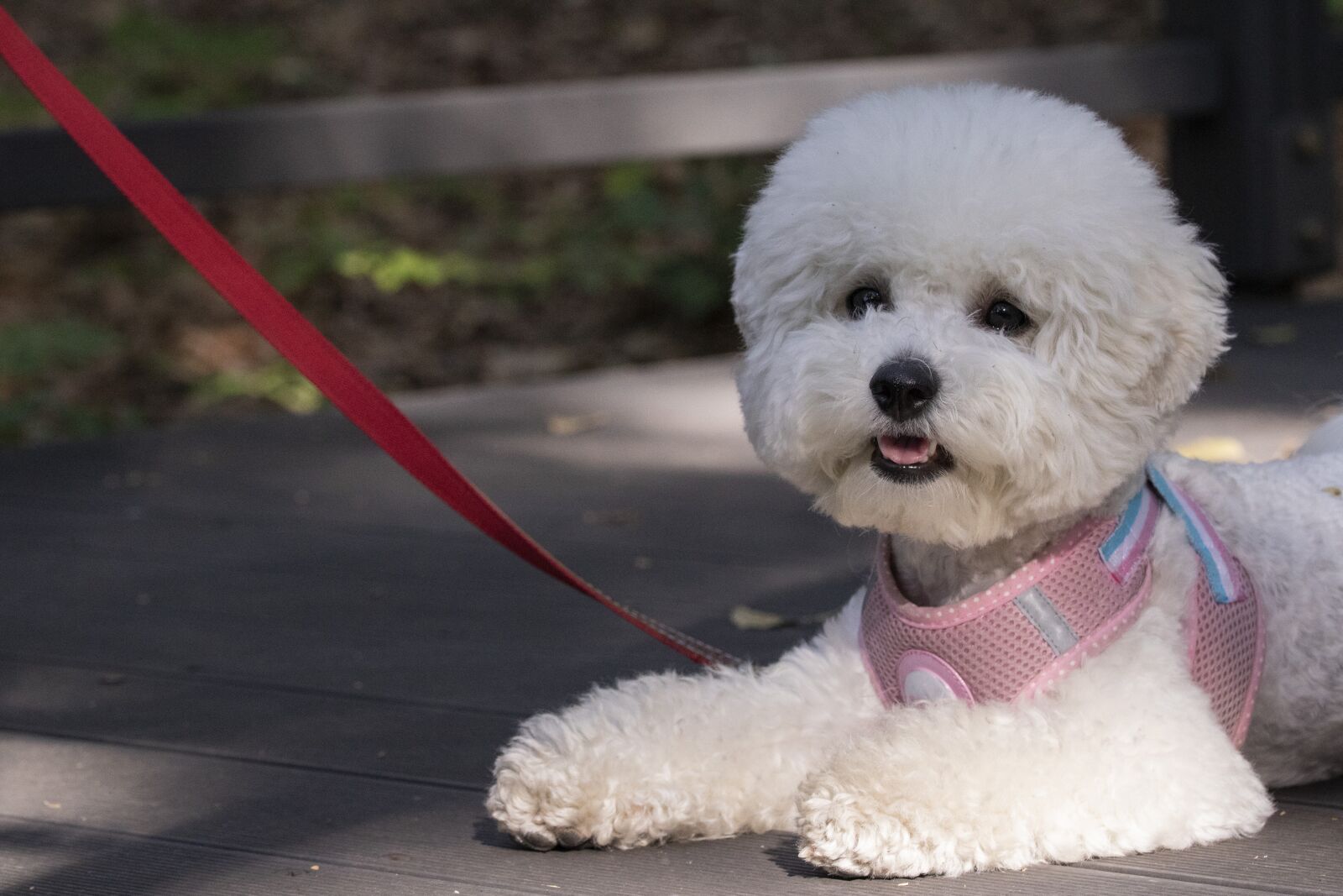 Canon EOS 750D (EOS Rebel T6i / EOS Kiss X8i) sample photo. Pet dogs, canine companion photography