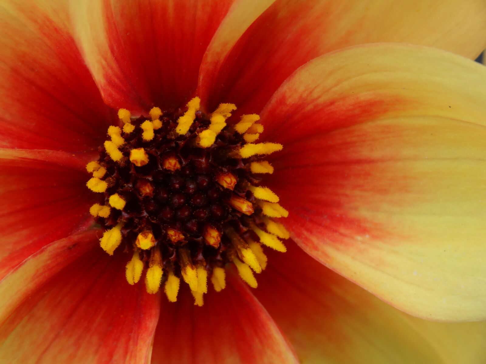Sony Cyber-shot DSC-HX20V sample photo. Flower, petals, colorful photography