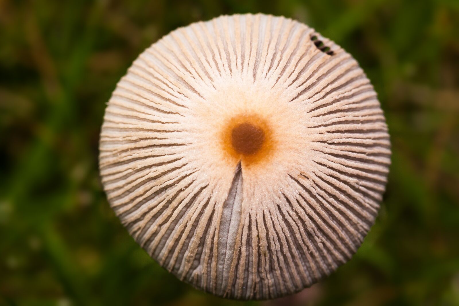 Canon EOS 50D sample photo. Mushroom, disc fungus, cap photography