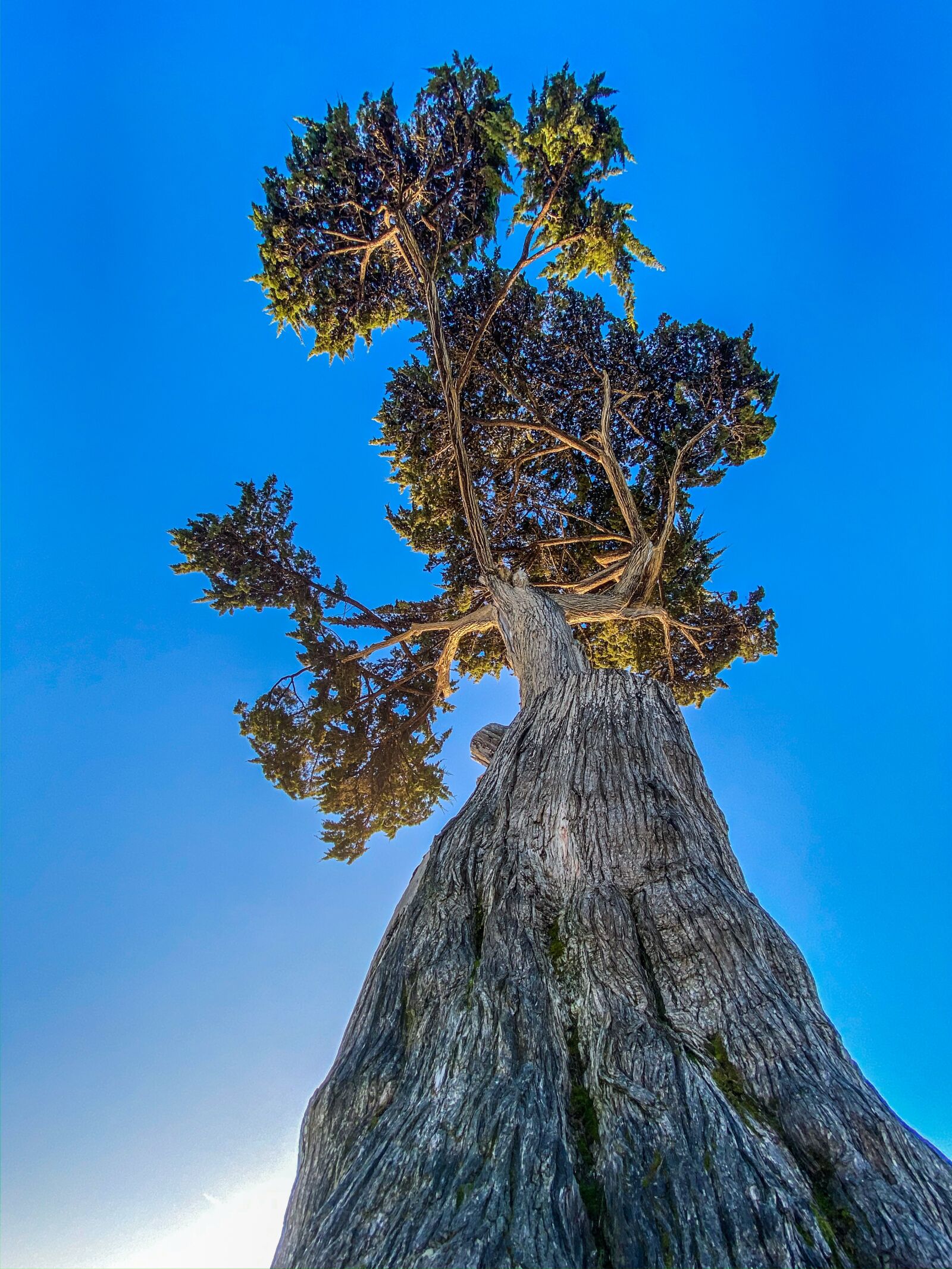 Apple iPhone 11 Pro + iPhone 11 Pro back triple camera 1.54mm f/2.4 sample photo. Cypress, tree, tree trunk photography