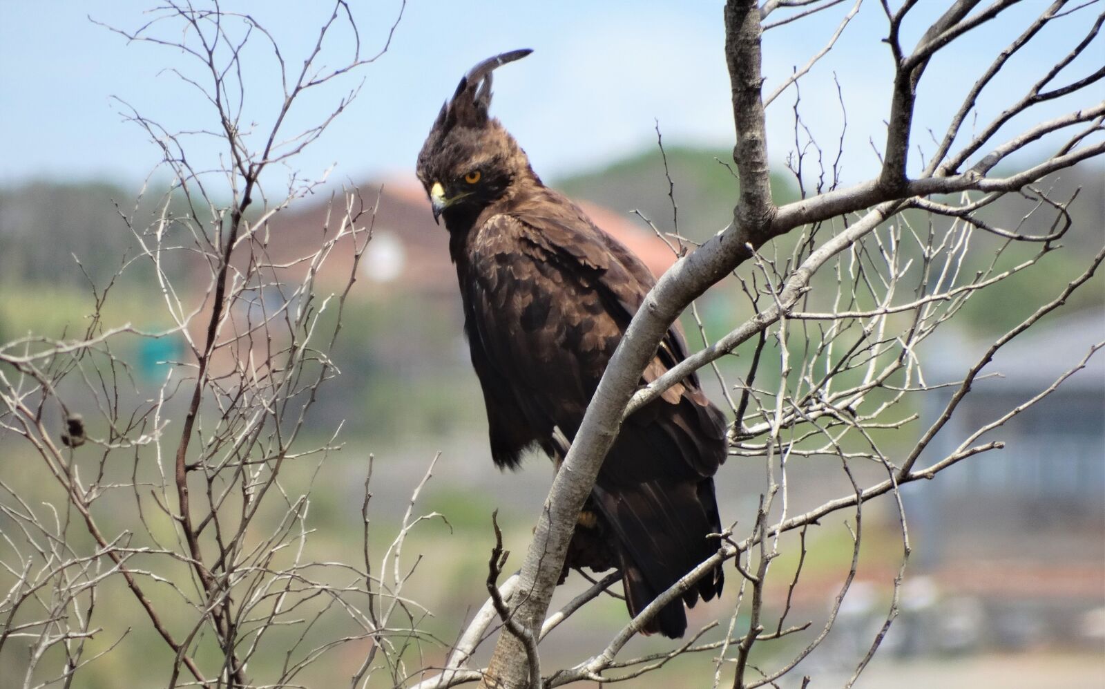 Sony Cyber-shot DSC-HX300 sample photo. Long-crested eagle, eagle, bird photography
